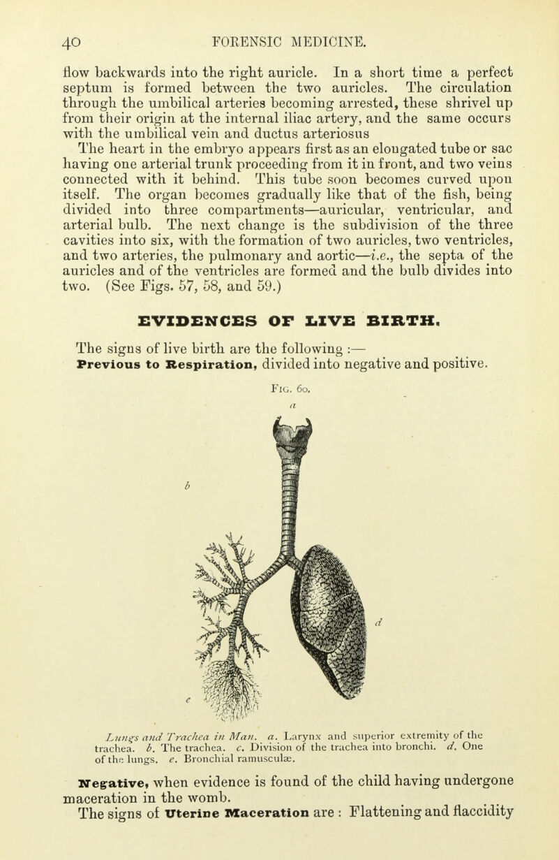 flow backwards into the right auricle. In a short time a perfect septum is formed between the two auricles. The circulation through the umbilical arteries becoming arrested, these shrivel up from their origin at the internal iliac artery, and the same occurs with the umbilical vein and ductus arteriosus The heart in the embryo appears first as an elongated tube or sac having one arterial trunk proceeding from it in front, and two veins connected with it behind. This tube soon becomes curved upon itself. The organ becomes gradually like that of the fish, being divided into three compartments—auricular, ventricular, and arterial bulb. The next change is the subdivision of the three cavities into six, with the formation of two auricles, two ventricles, and two arteries, the pulmonary and aortic—i.e., the septa of the auricles and of the ventricles are formed and the bulb divides into two. (See Figs. 57, 58, and 59.) EVIDENCES OF LIVE BIRTH. The signs of live birth are the following :— Previous to Respiration, divided into negative and positive. Fig. 6o. Lungs and Trachea in Man. a. Larynx and superior extremity of the trachea, b. The trachea, c. Division of the trachea into bronchi, d. One of the lungs, e. Bronchial ramusculae. Negative, when evidence is found of the child having undergone maceration in the womb. The signs of Uterine Maceration are : Flattening and flaccidity