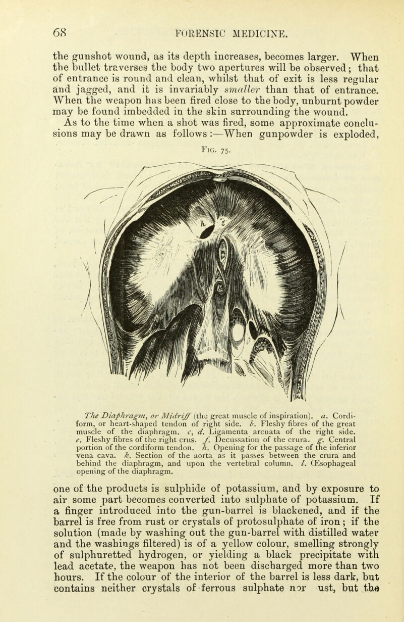 the gunshot wound, as its depth increases, becomes larger. When the bullet traverses the body two apertures will be observed; that of entrance is round and clean, whilst that of exit is less regular and jagged, and it is invariably smaller than that of entrance. When the weapon has been fired close to the body, unburnt powder may be found imbedded in the skin surrounding the wound. As to the time when a shot was fired, some approximate conclu- sions may be drawn as follows:—When gunpowder is exploded, Fig. 75. The Diaphragm, or Midriff (the great muscle of inspiration), a. Cordi- form, or heart-shaped tendon of right side. l>. Fleshy fibres of the great muscle of the diaphragm, c, d. Ligamenta arcuata of the right side. e. Fleshy fibres of the right crus. /. Decussation of the crura, g. Central portion of the cordiform tendon, h. Opening for the passage of the inferior vena cava. k. Section of the aorta as it passes between the crura and behind the diaphragm, and upon the vertebral column. /. (Esophageal opening of the diaphragm. one of the products is sulphide of potassium, and by exposure to air some part becomes converted into sulphate of potassium. If a finger introduced into the gun-barrel is blackened, and if the barrel is free from rust or crystals of protosulphate of iron; if the solution (made by washing out the gun-barrel with distilled water and the washings filtered) is of a yellow colour, smelling strongly of sulphuretted hydrogen, or yielding a black precipitate with lead acetate, the weapon has not been discharged more than two hours. If the colour of the interior of the barrel is less dark, but contains neither crystals of ferrous sulphate nov ust, but the