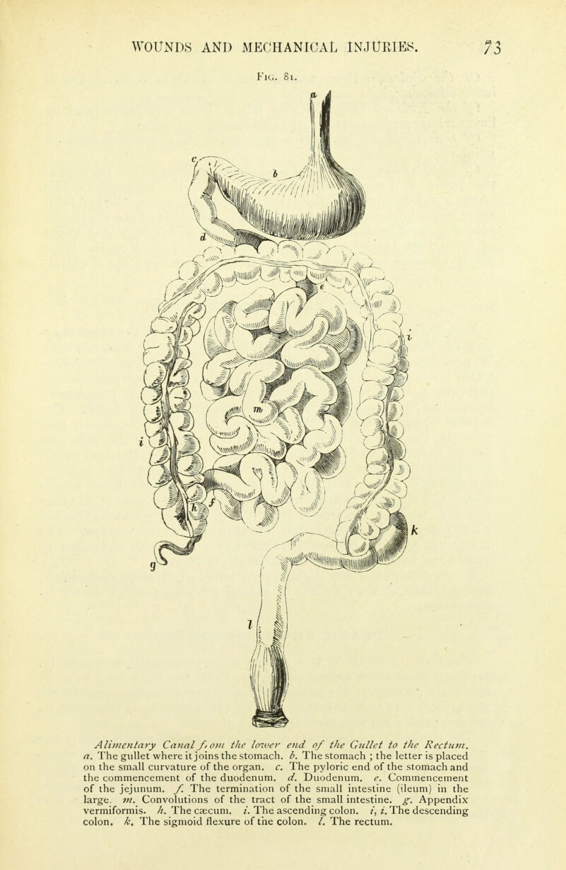 Fig. 8i. Alimentary Canal f,om the lower end of the Gullet to the Rectum, a. The gullet where it joins the stomach, b. The stomach ; the letter is placed on the small curvature of the organ, c. The pyloric end of the stomach and the commencement of the duodenum, d. Duodenum, e. Commencement of the jejunum, f The termination of the small intestine (ileum) in the large, m. Convolutions of the tract of the small intestine, g. Appendix vermiformis. h. The caecum, i. The ascending colon, i, i. The descending colon, k. The sigmoid flexure of the colon. /. The rectum.