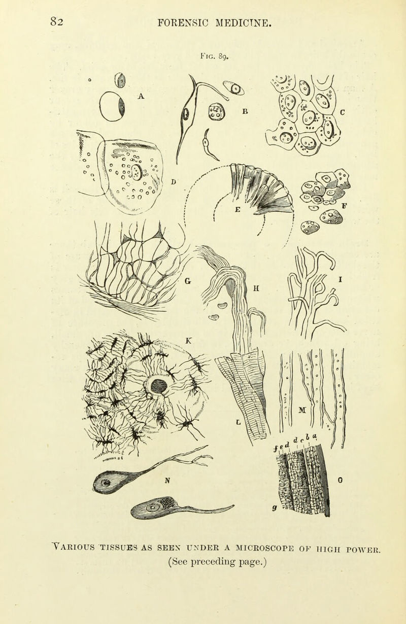 Fig. 89. Yarious TISSUES AS SEEN UNDER A MICROSCOPE OE HIGH POWER. (See preceding page.)