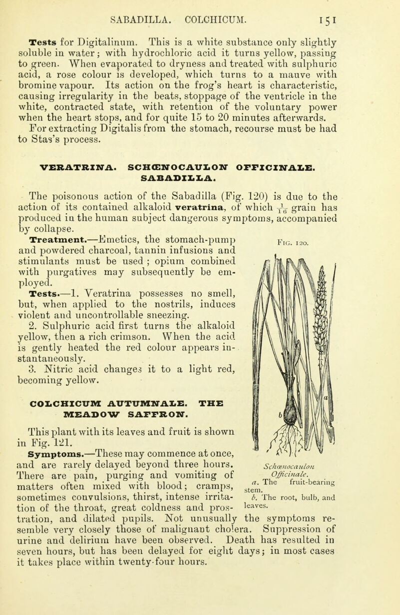 SABADILLA. COLOHIOUM. Tests for Digitalinum. This is a white substance only slightly soluble in water; with hydrochloric acid it turns yellow, passiug to green. When evaporated to dryness and treated with sulphuric acid, a rose colour is developed, which turns to a mauve with bromine vapour. Its action on the frog's heart is characteristic, causing irregularity in the beats, stoppage of the ventricle in the white, contracted state, with retention of the voluntary power when the heart stops, and for quite 15 to 20 minutes afterwards. For extracting Digitalis from the stomach, recourse must be had to Stas's process. VERATRINA. SCHCENOCAULON OFFICINALE. SABADILLA. Fig. i 20. The poisonous action of the Sabadilla (Fig. 120) is due to the action of its contained alkaloid veratrina, of which Tl(T grain has produced in the human subject dangerous symptoms, accompanied by collapse. Treatment.—Emetics, the stomach-pump and powdered charcoal, tannin infusions and stimulants must be used ; opium combined with purgatives may subsequently be em- ployed. Tests.—1. Veratrina possesses no smell, but, when applied to the nostrils, induces violent and uncontrollable sneezing. 2. Sulphuric acid first turns the alkaloid yellow, then a rich crimson. When the acid is gently heated the red colour appears in- stantaneously. 3. Nitric acid changes it to a light red, becoming yellow. COICHICUM AUTUMNALE. MEADOW SAFFRON. THE This plant with its leaves and fruit is shown in Fig. 121. Symptoms.—These may commence at once, and are rarely delayed beyond three hours. There are pain, purging and vomiting of matters often mixed with blood; cramps, sometimes convulsions, thirst, intense irrita- tion of the throat, great coldness and pros- tration, and dilated pupils. Not unusually the symptoms re- semble very closely those of malignant cholera. Suppression of urine and delirium have been observed. Death has resulted in seven hours, but has been delayed for eight days j in most cases it takes place within twenty-four hours. Schoeuocaulou Officinale. a. The fruit-bearing stem. b. The root, bulb, and leaves.