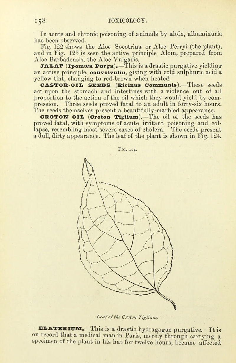 In acute and chronic poisoning of animals by alo'in, albuminuria has been observed. Fig. 122 shows the Aloe Socotrina or Aloe Perryi (the plant), and in Fig. 123 is seen the active principle Alo'in, prepared from Aloe Barbadensis, the Aloe Vulgaris. JALAP ipomoea Purgra).—This is a drastic purgative yielding an active principle, convolvulin, giving with cold sulphuric acid a yellow tint, changing to red-brown when heated. CASTOR-OIL SEEDS (Ricinus Communis).—These seeds act upon the stomach and intestines with a violence out of all proportion to the action of the oil which they would yield by com- pression. Three seeds proved fatal to an adult in forty-six hours. The seeds themselves present a beautifully-marbled appearance. crotow oil (Croton Tiglium).—The oil of the seeds has proved fatal, with symptoms of acute irritant poisoning and col- lapse, resembling most severe cases of cholera. The seeds present a dull, dirty appearance. The leaf of the plant is shown in Fig. 124. Fig. 124. Lea/of the Crototi Tiglium. ELATERITIM,—This is a drastic hydragogue purgative. It is on record that a medical man in Paris,merely through carrying a specimen of the plant in his hat for twelve hours, became affected