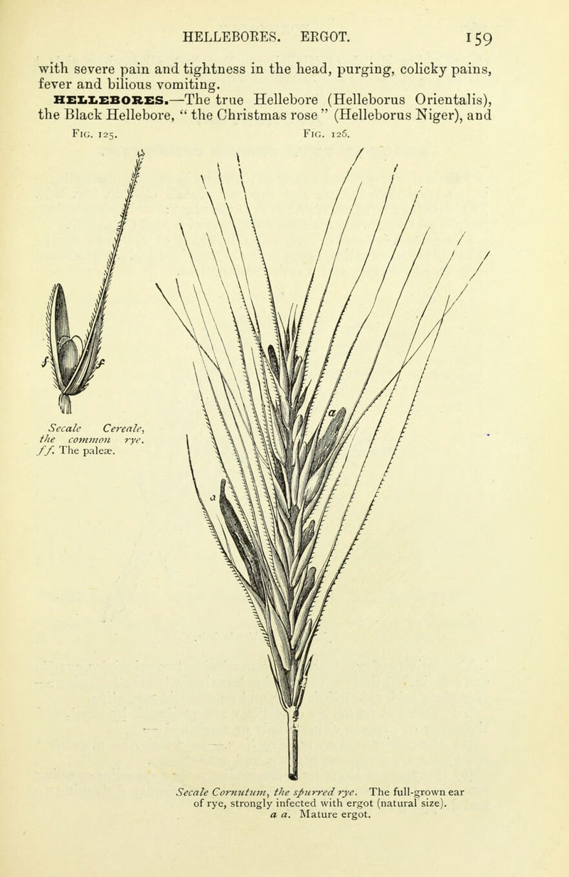 with severe pain and tightness in the head, purging, colicky pains, fever and bilious vomiting. hellebores.—The true Hellebore (Helleborus Oriental is), the Black Hellebore,  the Christmas rose  (Helleborus Niger), and Fig. 125. Fig. 126. I Secale Comutum, the spurred rye. The full-grown ear of rye, strongly infected with ergot (natural size). a a. Mature ergot.