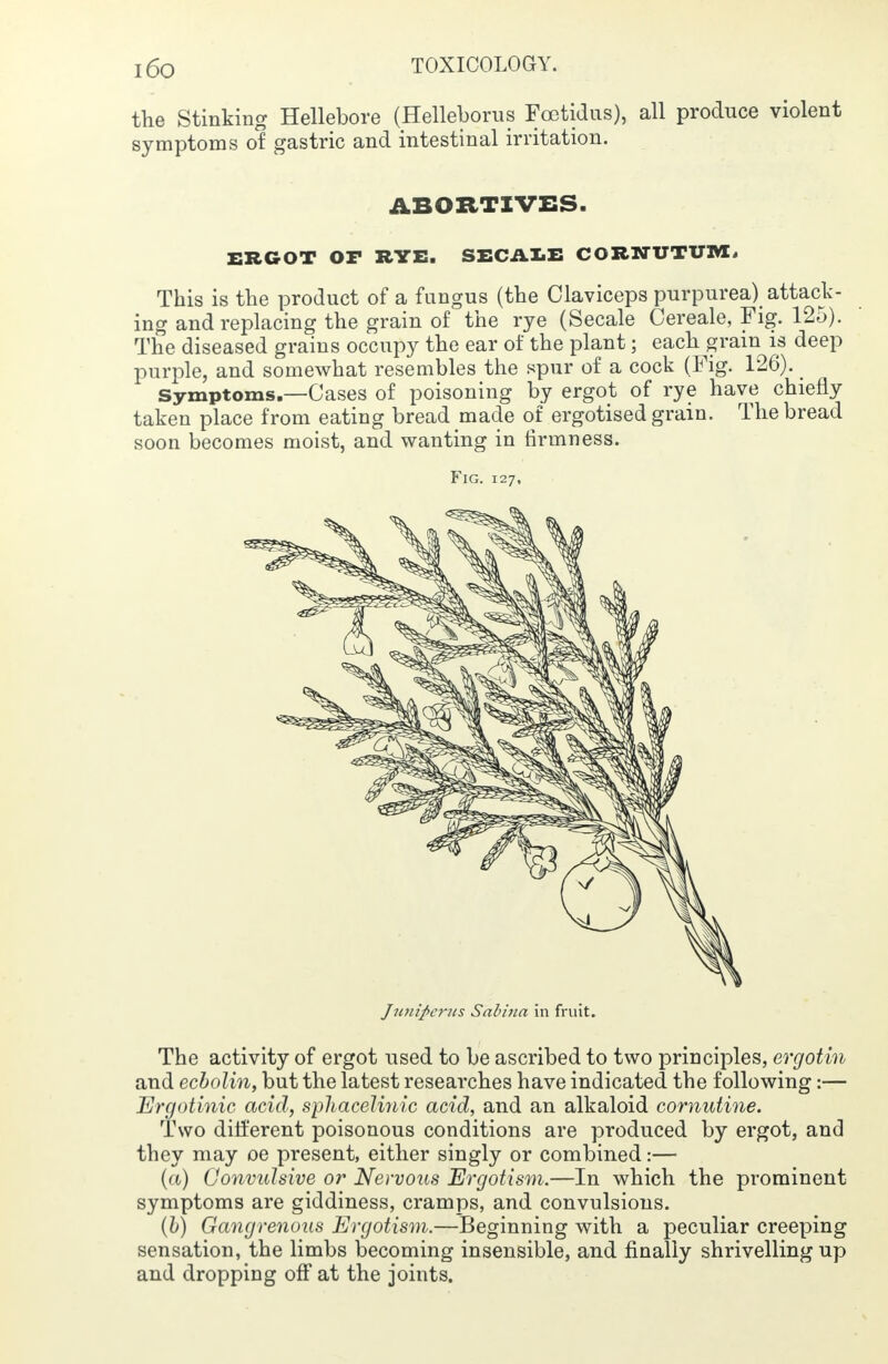 the Stinking Hellebore (Helleborus Foetidus), all produce violent symptoms of gastric and intestinal irritation. ABORTIVES. ERGOT OP RYE. SECALE CORXTUTUM, This is the product of a fungus (the Claviceps purpurea) attack- ing and replacing the grain of the rye (Secale Cereale, Fig. 125). The diseased grains occupy the ear of the plant; each grain is deep purple, and somewhat resembles the spur of a cock (Fig. 126). Symptoms.—Cases of poisoning by ergot of rye have chiefly taken place from eating bread made of ergotised grain. The bread soon becomes moist, and wanting in firmness. Fig. 127, Juniperus Sabina in fruit. The activity of ergot used to be ascribed to two principles, ergotin and ecbolin, but the latest researches have indicated the following:— Ergotinic acid, sphacelmic acid, and an alkaloid cornutine. Two different poisonous conditions are produced by ergot, and they may oe present, either singly or combined:— (a) Convulsive or Nervous Ergotism.—In which the prominent symptoms are giddiness, cramps, and convulsions. (b) Gangrenous Ergotism.—Beginning with a peculiar creeping sensation, the limbs becoming insensible, and finally shrivelling up and dropping off at the joints.