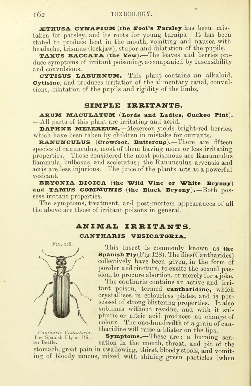 JETHUSA CYNAPIUM (the Fool's Parsley has bean, mis- taken for parsley, and its roots for young turnips. It has been stated to produce heat in the mouth, vomiting and nausea with headache, trismus (lockjaw), stupor and dilatation of the pupils. taxus bACcatA (the Yew).—The leaves and berries pro- duce symptoms of irritant poisoning, accompanied by insensibility and convulsions. CYTISUS LABURNUM.—This plant contains an alkaloid, Cytisine, and produces irritation of the alimentary canal, convul- sions, dilatation of the pupils and rigidity of the limbs. SIMPLE IRRITANTS. ARUM MACULATUM (Lords and Ladies, Cuckoo Pint). —All parts of this plant are irritating and acrid. daphne mezereum.—Mezereon yields bright-red berries, which have been taken by children in mistake for currants. RANUNCULUS (crowfoot, Buttercup).—There are fifteen species of ranunculus, most of them having more or less irritating properties. Those considered the most poisonous are Ranunculus flammula, bulbosus, and sceleratas; the Ranunculus arvensis and acris are less injurious. The juice of the plants acts as a powerful vesicant. BRYONIA DIOICA (the Wild Vine or White Bryony) and TAMUS COMMUNIS (the Black Bryony).—Both pos- sess irritant properties. The symptoms, treatment, and post-mortem appearances of all the above are those of irritant poisons in general. ANIMAL IRRITANTS. CANTHARIS VESICATORIA. This insect is commonly known as the Spanish Fiy(Fig.l28). The flies(Cantharides) collectively have been given, in the form of powder and tincture, to excite the sexual pas- sion, to procure abortion, or merely for a joke. The cantharis contains an active and irri- tant poison, termed cantharidine, which crystallises in colourless plates, and is pos- sessed of strong blistering properties. It also sublimes without residue, and with it sul- phuric or nitric acid produces no change of colour. The one-hundredth of a grain of can- tharidine will raise a blister on the lips. Symptoms.—These are : a burning sen- sation in the mouth, throat, and pit of the stomach, great pain in swallowing, thirst, bloody stools, and vomit- ing of bloody mucus, mixed with shining green particles (when Cant ha ris Vesica toria The Spanish Fly or Blis ter I!cetle.