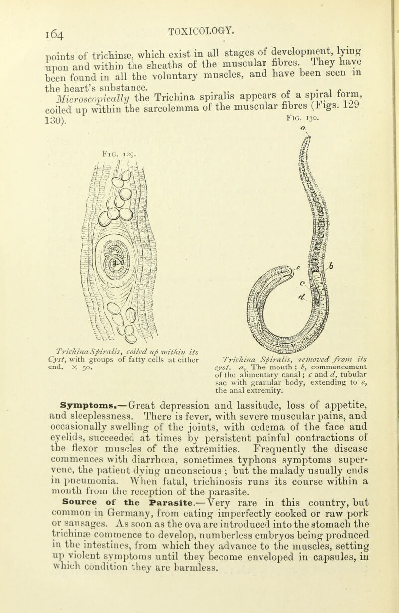 points of trichina which exist in all stages of development, lying upon and within the sheaths of the muscular fibres They have been found in all the voluntary muscles, and have been seen in the heart's substance. . , , Microscopically the Trichina spiralis appears of a spiral form, coiled up within the sarcolemma of the muscular fibres (h lgs. LAV 130). FlG- I3°- Fig. 129. Trichina Spiralis, coiled 7ip within its Cyst, with groups of fatty cells at either end. X 50. Trichina Spiralis, removed from its cyst, a, The mouth ; b, commencement of the alimentary canal; c and d, tubular sac with granular body, extending to e, the anal extremity. Symptoms.—Great depression and lassitude, loss of appetite, and sleeplessness. There is fever, with severe muscular pains, and occasionally swelling of the joints, with oedema of the face and eyelids, succeeded at times by persistent painful contractions of the flexor muscles of the extremities. Frequently the disease commences with diarrhoea, sometimes typhous symptoms super- vene, the patient dying unconscious ; but the malady usually ends in pneumonia. When fatal, trichinosis runs its course within a month from the reception of the parasite. Source of the Parasite.—Very rare in this country, but common in Germany, from eating imperfectly cooked or raw pork or sau sages. As soon as the ova are introduced into the stomach the trichinae commence to develop, numberless embryos being produced in the intestines, from which they advance to the muscles, setting up violent symptoms until they become enveloped in capsules, in which condition they are harmless.