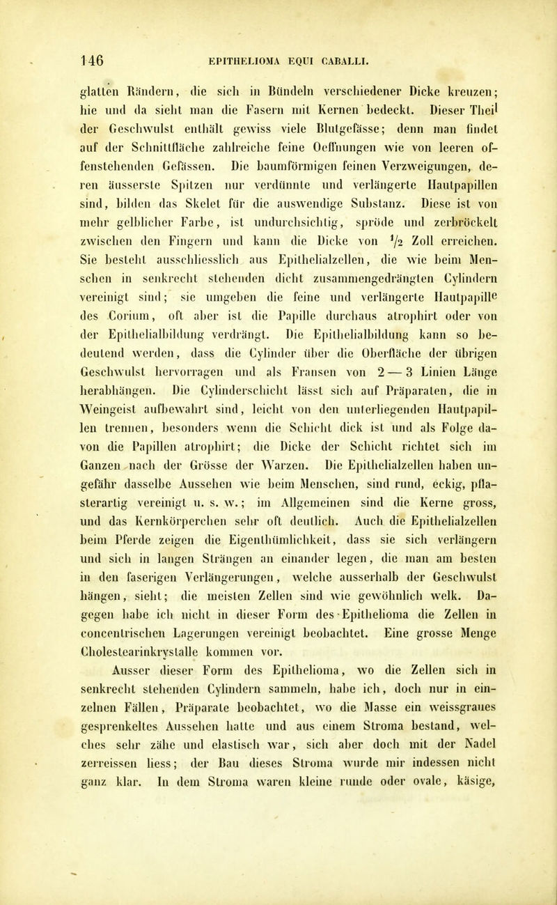 glatten Rändern, die sich in Bündeln verschiedener Dicke kreuzen; hie und da sieht man die Fasern mit Kernen bedeckt. Dieser Theil der Geschwulst enthält gewiss viele Blutgefässe; denn man findet auf der Schnittfläche zahlreiche feine Oeffnungen wie von leeren of- fenstehenden Gefässen. Die baumförmigen feinen Verzweigungen, de- ren äusserste Spitzen nur verdünnte und verlängerte Hautpapillen sind, bilden das Skelet für die auswendige Substanz. Diese ist von mehr gelblicher Farbe, ist undurchsichtig, spröde und zerbröckelt zwischen den Fingern und kann die Dicke von J/2 Zoll erreichen. Sie besteht ausschliesslich aus Epithelialzellen, die wie beim Men- schen in senkrecht stehenden dicht zusammengedrängten Cylindern vereinigt sind; sie umgeben die feine und verlängerte Hautpapille des Corium, oft aber ist die Papille durchaus atrophirt oder von der Epithehalbildung verdrängt. Die Epilhelialbildung kann so be- deutend werden, dass die Cylinder über die Oberfläche der übrigen Geschwulst hervorragen und als Fransen von 2 — 3 Linien Länge herabhängen. Die Cylinderschicht lässt sich auf Präparaten, die in Weingeist aufbewahrt sind, leicht von den unterliegenden Hautpapil- len trennen, besonders wenn die Schicht dick ist und als Folge da- von die Papillen atrophirt; die Dicke der Schicht richtet sich im Ganzen nach der Grösse der Warzen. Die Epithelialzellen haben un- gefähr dasselbe Aussehen wie beim Menschen, sind rund, eckig, pfla- sterartig vereinigt u. s. w.; im Allgemeinen sind die Kerne gross, und das Kernkörpcrchen sehr oft deutlich. Auch die Epithelialzellen beim Pferde zeigen die Eigenlhümlichkeit, dass sie sich verlängern und sich in langen Strängen an einander legen, die man am besten in den faserigen Verlängerungen, welche ausserhalb der Geschwulst hängen, sieht; die meisten Zellen sind wie gewöhnlich welk. Da- gegen habe ich nicht in dieser Form des • Epithelioma die Zellen in concentrischen Lagerungen vereinigt beobachtet. Eine grosse Menge Cholestearinkrys lalle kommen vor. Ausser dieser Form des Epithelioma, wo die Zellen sich in senkrecht stehenden Cylindern sammeln, habe ich, doch nur in ein- zelnen Fällen, Präparate beobachtet, wo die Masse ein weissgraues gesprenkeltes Aussehen halte und aus einem Stroma bestand, wel- ches sehr zähe und elastisch war, sich aber doch mit der Nadel zerrcissen liess; der Bau dieses Stroma wurde mir indessen nicht ganz klar. In dem Stroma waren kleine runde oder ovale, käsige,