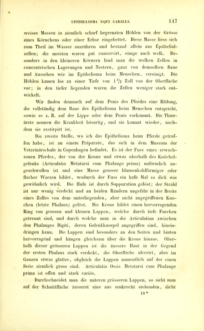 weisse Massen in ziemlich scharf begrenzten Höhlen von der Grosse eines Körnchens oder einer Erbse eingebettet. Diese Masse liess sich zum Theil im Wasser ausrühren und bestand allein aus Epithelial- zelleu; die meisten waren gut conservirt, einige auch welk. Be- sonders in den kleineren Körnern fand man die welken Zellen in concentrischen Lagerungen und Nestern, ganz von demselben Baue und Aussehen wie im Epithelioma beim Menschen, vereinigt. Die Höhlen kamen bis zu einer Tiefe von 1 '/2 Zoll von der Oberfläche vor; in den tiefer hegenden waren die Zellen weniger stark ent- wickelt. Wir finden demnach auf dem Penis des Pferdes eine Bildung, die vollständig dem Baue des Epithelioma beim Menschen entspricht, sowie es z. B. auf der Lippe oder dem Penis vorkommt. Die Thier- ärzte nennen die Krankheit bösartig, und sie kommt wieder, nach- dem sie exslirpirt ist. Die zweite Stelle, wo ich das Epithelioma beim Pferde getrof- fen habe, ist an einem Präparate, das sich in dem Museum der Veterinärschule in Copenhagen befindet. Es ist der Fuss eines erwach- senen Pferdes, der von der Krone und etwas oberhalb des Knöchel- gelenks (Articulatio Metatarsi cum Phalange prima) unförmlich an- geschwollen ist und eine Masse grosser blumenkohlförmiger oder flacher Warzen bildet, wodurch der Fuss ein halb Mal so dick wie gewöhnlich wird. Die Hufe ist durch Suppuration gelöst; der Strahl ist nur wenig verdickt und an beiden Rändern ungefähr in der Breite eines Zolles von dem unterliegenden, aber nicht angegriffenen Kno- chen (letzte Phalanx) gelöst. Die Krone bildet einen hervorragenden Ring von grossen und kleinen Lappen, welche durch tiefe Furchen getrennt sind, und durch welche man in die Articulation zwischen den Phalanges Digiti, deren Gelenkknorpel angegrifl'en sind, hinein- dringen kann. Die Lappen sind besonders an den Seilen und hinten hervorragend und hängen gleichsam über die Krone hinaus. Ober- halb dieser grösseren Lappen ist die äussere Haut in der Gegend der ersten Phalanx stark verdickt, die Oberfläche ulcerirt, aber im Ganzen etwas glatter, obgleich die Lappen namentlich auf der einen Seite ziemlich gross sind. Articulatio Ossis Metatarsi cum Phalange prima ist offen und stark cariös. Durchschneidet man die unteren grösseren Lappen, so sieht man auf der Schnittfläche äusserst eine aus senkrecht stehenden, dicht 10*