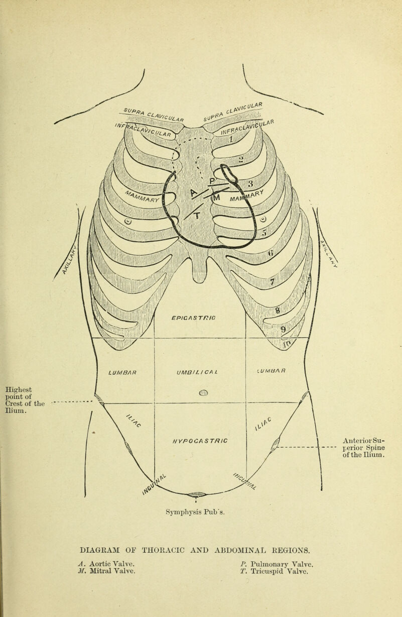 DIAGRAM OF THORACIC A. Aortic Valve, J/. Mitral Valve. AND ABDOMINAL REGIONS. F. Pulmonary Valve. Tricuspid Valve.