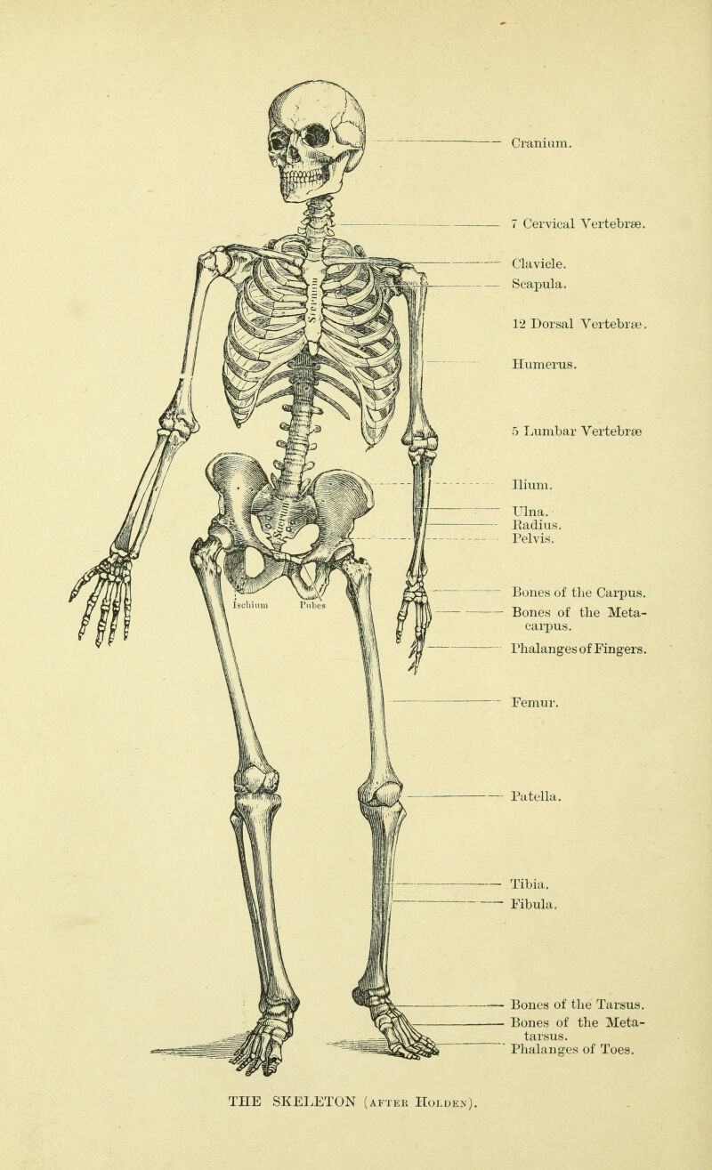 Cranium. 7 Cervical Vertebrae. Clavicle. Scapula, 12 Dorsal Vertebrae. Humerus. 5 Lumbar Vertebrae Ilium. Ulna. Eadius. Pelvis. Bones of the Carpus. Bones of the Meta- carpus. Phalanges of Fingers. Patella. Tibia. Fibula. Bones of the Tarsus. Bones of the Meta- tarsus. Phalanges of Toes. THE SKELETON (after Holde>).