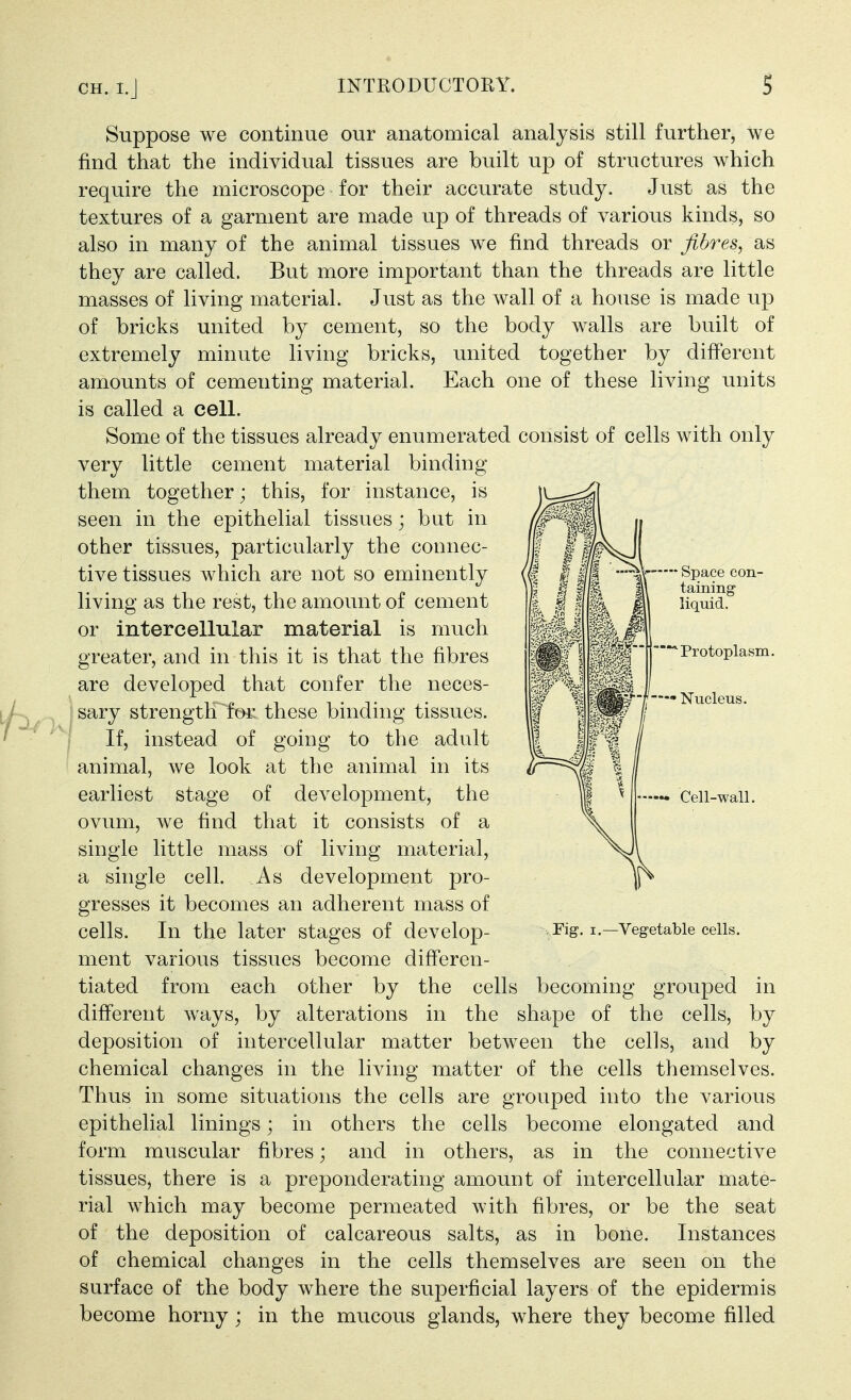 Suppose we continue our anatomical analysis still further, we find that the individual tissues are built up of structures which require the microscope for their accurate study. Just as the textures of a garment are made up of threads of various kinds, so also in many of the animal tissues we find threads or fibres, as they are called. But more important than the threads are little masses of living material. Just as the wall of a house is made up of bricks united by cement, so the body walls are built of extremely minute living bricks, united together by different amounts of cementing material. Each one of these living units is called a cell. Some of the tissues already enumerated consist of cells with only very little cement material binding them together; this, for instance, is seen in the epithelial tissues; but in other tissues, particularly the connec- tive tissues which are not so eminently living as the rest, the amount of cement or intercellular material is much greater, and in this it is that the fibres are developed that confer the neces- sary strength^fofi these binding tissues. If, instead of going to the adult animal, we look at the animal in its earliest stage of development, the ovum, we find that it consists of a single little mass of living material, a single cell. As development pro- gresses it becomes an adherent mass of cells. In the later stages of develop- ment various tissues become diff'eren- tiated from each other by the cells becoming grouped in difierent ways, by alterations in the shape of the cells, by deposition of intercellular matter between the cells, and by chemical changes in the living matter of the cells themselves. Thus in some situations the cells are grouped into the various epithelial linings; in others the cells become elongated and form muscular fibres; and in others, as in the connective tissues, there is a preponderating amount of intercellular mate- rial which may become permeated with fibres, or be the seat of the deposition of calcareous salts, as in bone. Instances of chemical changes in the cells themselves are seen on the surface of the body where the superficial layers of the epidermis become horny; in the mucous glands, where they become filled