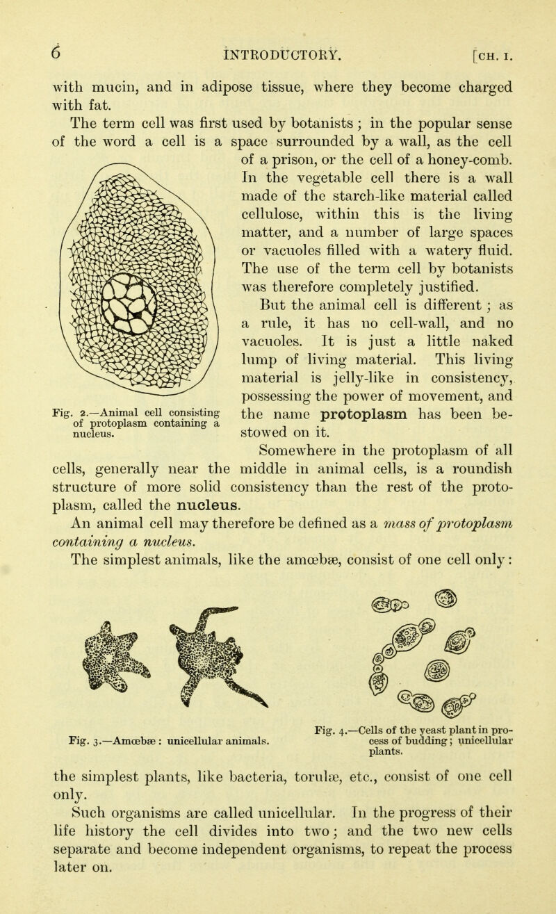with mucin, and in adipose tissue, where they become charged with fat. The term cell was first used by botanists ; in the popular sense of the word a cell is a space surrounded by a wall, as the cell of a prison, or the cell of a honey-comb. In the vegetable cell there is a wall made of the starch-like material called cellulose, within this is the living matter, and a number of large spaces or vacuoles filled with a watery fluid. The use of the term cell by botanists was therefore completely justified. But the animal cell is different; as a rule, it has no cell-wall, and no vacuoles. It is just a little naked lump of living material. This living material is jelly-like in consistency, possessing the power of movement, and the name prgtoplasm has been be- stowed on it. Somewhere in the protoplasm of all cells, generally near the middle in animal cells, is a roundish structure of more solid consistency than the rest of the proto- plasm, called the nucleus. An animal cell may therefore be defined as a mass of protoplasm containing a nucleus. The simplest animals, like the amoebse, consist of one cell only: Fig. 2.—Animal cell consisting of protoplasm containing a nucleus. Fig. 3.—Amoebae : unicellular animals. Fig. 4.—Cells of the yeast plant in pro- cess of budding; unicellular plants. the simplest plants, like bacteria, torulse, etc., consist of one cell only. Such organisms are called unicellular. In the progress of their life history the cell divides into two; and the two new cells separate and become independent organisms, to repeat the process later on.