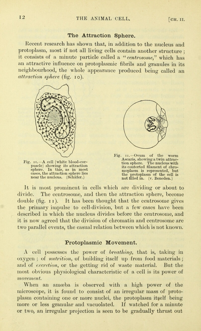 The Attraction Sphere. Recent research has shown that, in addition to the nucleus and protoplasm, most if not all living cells contain another structure; it consists of a minute particle called a  centrosome,'' which has an attractive influence on protoplasmic fibrils and granules in its neighbourhood, the whole appearance produced being called an attraction sphere (fig. lo). It is most prominent in cells which are dividing or about to divide. The centrosome, and then the attraction sphere, become double (fig. II). It has been thought that the centrosome gives the primary impulse to cell-division, but a few cases have been described in which the nucleus divides before the centrosome, and it is now agreed that the division of chromatin and centrosome are two parallel events, the casual relation between which is not known. A cell possesses the power of breathing, that is, taking in oxygen ; of nuti^ition, of building itself up from food materials ; and of excretion, or the getting rid of waste material. But the most obvious physiological characteristic of a cell is its power of movement. When an amoeba is observed with a high power of the microscope, it is found to consist of an irregular mass of proto- plasm containing one or more nuclei, the protoplasm itself being more or less granular and vacuolated. If watched for a minute or two, an irregular projection is seen to be gradually thrust out Fig. II,—Ovum of the worm Ascaris, showing- a twin attrac- tion sphere. The nucleus with its contorted filament of chro- moplasm is represented, but the protoplasm of the cell is not filled in. (v, Beneden.) Fig. 10.—A cell (white blood-cor- puscle) showing its attraction sphere. In this, as in most cases, the attraction sphere lies near the nucleus. (Schafer.) Protoplasmic Movement.