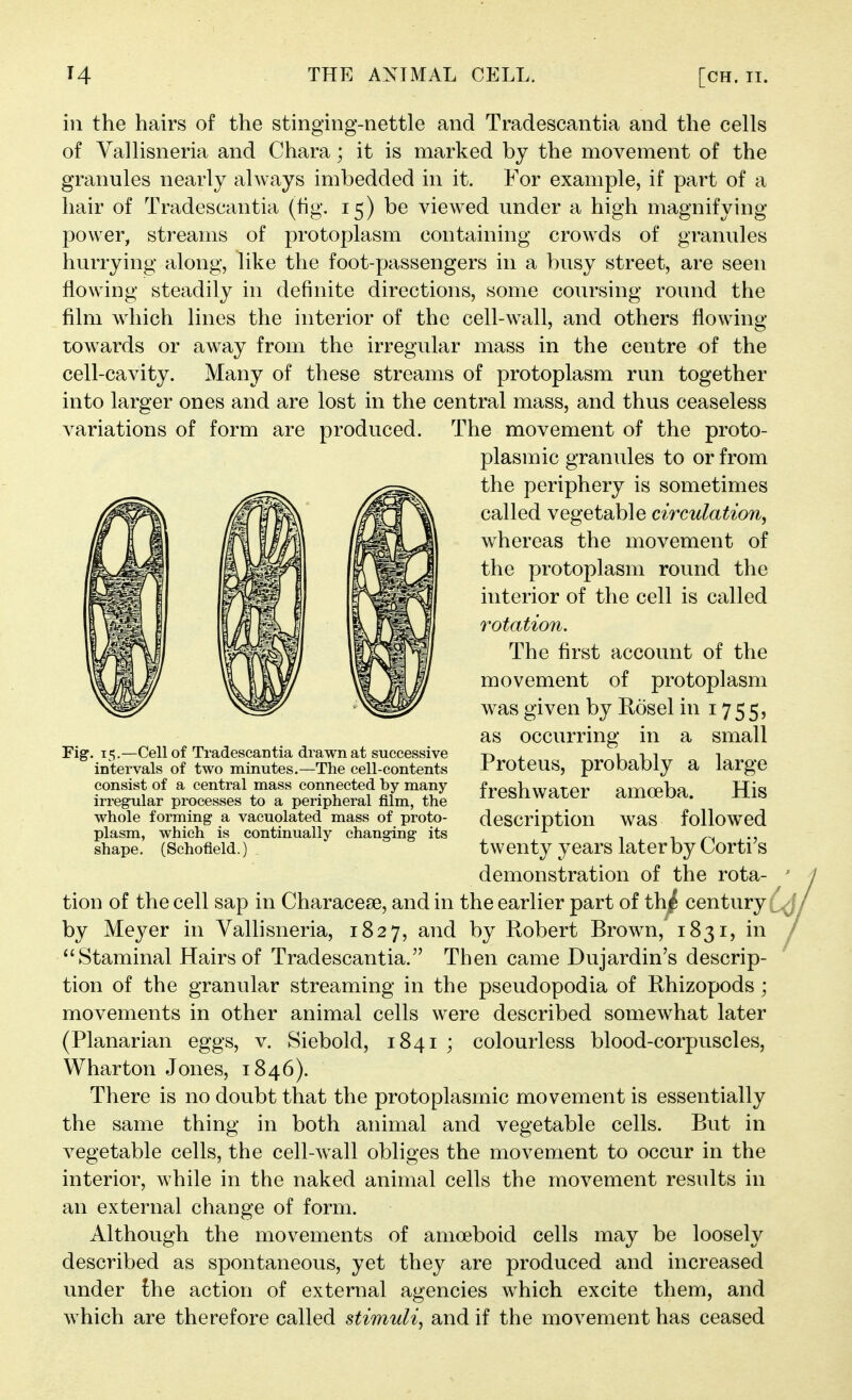 ill the hairs of the stinging-nettle and Tradescantia and the cells of Yallisneria and Chara; it is marked by the movement of the granules nearly always imbedded in it. For example, if part of a hair of Tradescantia (fig. 15) be viewed under a high magnifying power, streams of protoplasm containing crowds of granules hurrying along, like the foot-passengers in a busy street, are seen flowing steadily in definite directions, some coursing round the film which lines the interior of the cell-wall, and others flowing towards or away from the irregular mass in the centre of the cell-cavity. Many of these streams of protoplasm run together into larger ones and are lost in the central mass, and thus ceaseless variations of form are produced. The movement of the proto- plasmic granules to or from the periphery is sometimes called vegetable circulation, whereas the movement of the protoplasm round the interior of the cell is called rotation. The first account of the movement of protoplasm was given by Rosel in 1755, as occurring in a small Proteus, probably a large freshwater amoeba. His whole forming a vacuolated'mass of proto- description WaS folloWCd plasm, which is continually changing its ^ ^ ^ shape. (Schofieid.) twenty years later by Cortis demonstration of the rota- * tion of the cell sap in Characese, and in the earlier part of th;^ century .J by Meyer in Vallisneria, 1827, and by Robert Brown, 1831, in / Staminal Hairs of Tradescantia. Then came Dujardin's descrip- tion of the granular streaming in the pseudopodia of Ehizopods ; movements in other animal cells were described somewhat later (Planarian eggs, v. Siebold, 1841 ; colourless blood-corpuscles, Wharton Jones, 1846). There is no doubt that the protoplasmic movement is essentially the same thing in both animal and vegetable cells. But in vegetable cells, the cell-wall obliges the movement to occur in the interior, while in the naked animal cells the movement results in an external change of form. Although the movements of amoeboid cells may be loosely described as spontaneous, yet they are produced and increased under the action of external agencies which excite them, and which are therefore called stimuli, and if the movement has ceased Fig. 15.—Cell of Tradescantia drawn at successive intervals of two minutes.—The cell-contents consist of a central mass connected by many irregular processes to a peripheral film, the