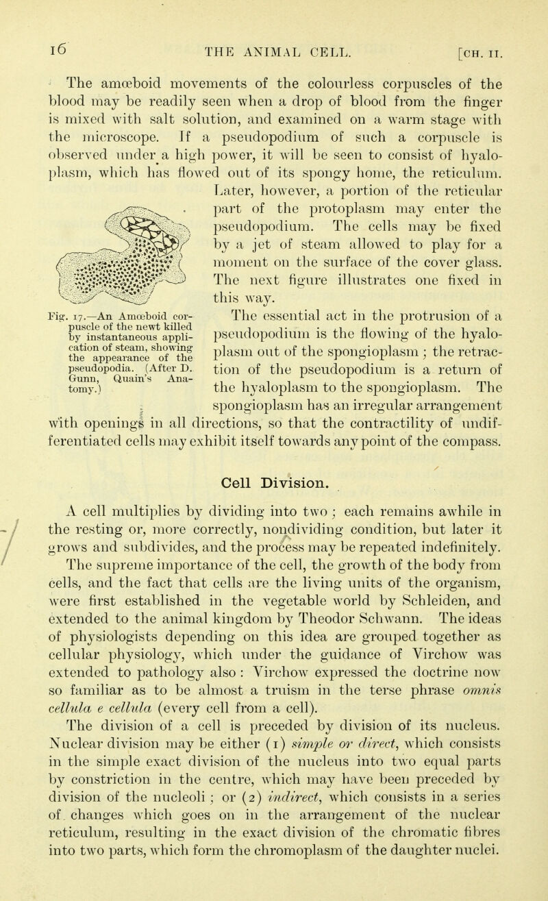 ' The amoeboid movements of the colourless corpuscles of the blood may be readily seen when a drop of blood from the finger is mixed with salt solution, and examined on a warm stage with the microscope. If a pseudopodium of such a corpuscle is observed under a high power, it will be seen to consist of hyalo- plasm, which has flowed out of its spongy home, the reticulum. Later, however, a portion of the reticular part of the protoplasm may enter the pseudopodium. The cells may be fixed by a jet of steam allowed to play for a moment on the surface of the cover glass. The next figure illustrates one fixed in this way. The essential act in the protrusion of a pseudopodium is the flowing of the hyalo- plasm out of the spongioplasm ; the retrac- tion of the pseudopodium is a return of the hyaloplasm to the spongioplasm. The spongioplasm has an irregular arrangement with opening^ in all directions, so that the contractility of undif- ferentiated cells may exhibit itself towards any point of the compass. Cell Division. A cell multiplies by dividing into two ; each remains awhile in the resting or, more correctly, nondividing condition, but later it grows and subdivides, and the process may be repeated indefinitely. The supreme importance of the cell, the growth of the body from cells, and the fact that cells are the living units of the organism, were first established in the vegetable world by Schleiden, and extended to the animal kingdom by Theodor Schwann. The ideas of physiologists depending on this idea are grouped together as cellular physiology, which under the guidance of Virchow was extended to pathology also : Virchow expressed the doctrine now so familiar as to be almost a truism in the terse phrase omnis cellula e cellula (every cell from a cell). The division of a cell is preceded by division of its nucleus. Nuclear division may be either (i) simple or direct, which consists in the simple exact division of the nucleus into two equal parts by constriction in the centre, which may have been preceded by division of the nucleoli; or (2) indirect, which consists in a series of. changes which goes on in the arrangement of the nuclear reticulum, resulting in the exact division of the chromatic fibres into two parts, which form the chromoplasm of the daughter nuclei. Fig-. 17.—An Amoeboid cor- puscle of the newt killed by instantaneous appli- cation of steam, showing the appearance of the pseudopodia. (After D. Gunn, Quain's Ana- tomy.)