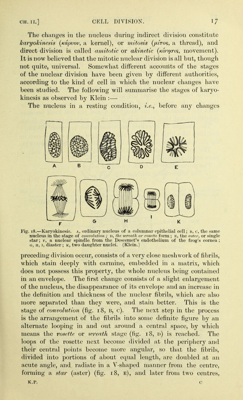 The changes in the nucleus during indirect division constitute karyokinesis (^Kapvov, a kernel), or mitosis (/jlltos, a thread), and direct division is called amitotic or akinetic (Kivrjcn's, movement). It is now believed that the mitotic nuclear division is all but, though not quite, universal. Somewhat different accounts of the stages of the nuclear division have been given by different authorities, according to the kind of cell in which the nuclear changes have been studied. The following will summarise the stages of karyo- kinesis as observed by Klein :— The nucleus in a resting condition, i,e., before any changes Fig. i8.—Karyokinesis. a, ordinary nucleus of a columnar epithelial cell; b, c, the same nucleus in the stage of convolution ; d, the wreath or rosette form; e, the aster, or single star; F, a nuclear spindle, from the Descemet's endothelium of the frog's cornea ; G, H, I, diaster ; k, two daughter nuclei. (Klein.) preceding division occur, consists of a very close meshwork of fibrils, w^hich stain deeply w^ith carmine, embedded in a matrix, w^hich does not possess this property, the whole nucleus being contained in an envelope. The first change consists of a slight enlargement of the nucleus, the disappearance of its envelope and an increase in the definition and thickness of the nuclear fibrils, which are also more separated than they were, and stain better. This is the stage of convolution (fig. i8, B, c). The next step in the process is the arrangement of the fibrils into some definite figure by an alternate looping in and out around a central space, by which means the rosette or vrreath stage (fig. i8, d) is reached. The loops of the rosette next become divided at the periphery and their central points become more angular, so that the fibrils, divided into portions of about equal length, are doubled at an acute angle, and radiate in a V-shaped manner from the centre, forming a star (aster) (fig. i8, e), and later from two centres,
