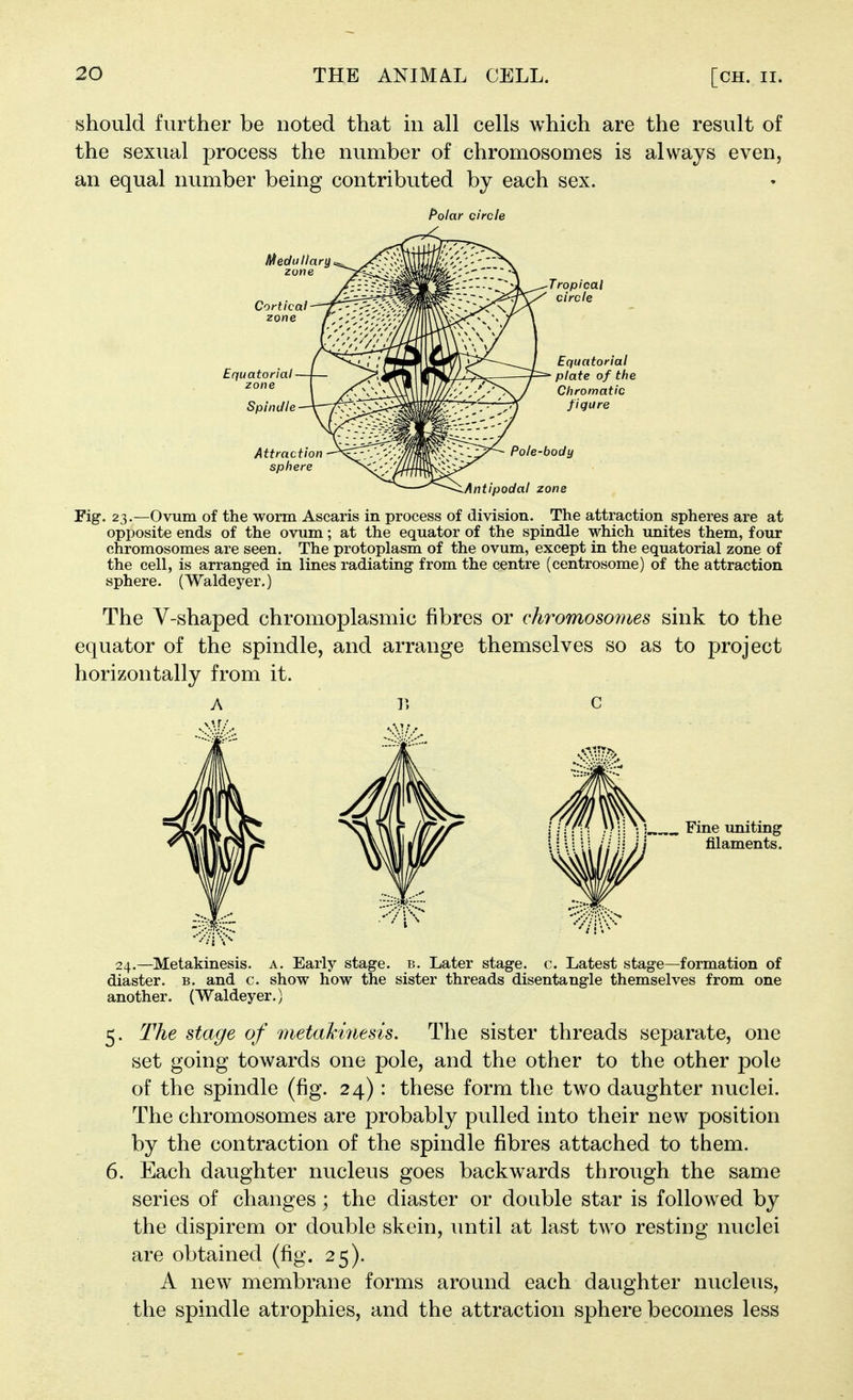 should further be noted that in all cells which are the result of the sexual process the number of chromosomes is always even, an equal number being contributed by each sex. /*o/or circle Fig. 23.—Ovum of the worm Ascaris in process of division. The attraction spheres are at opposite ends of the ovum; at the equator of the spindle which unites them, four chromosomes are seen. The protoplasm of the ovum, except in the equatorial zone of the cell, is arranged in lines radiating- from the centre (centrosome) of the attraction sphere. (Waldeyer.) The V-shaped chromoplasmic fibres or chromosomes sink to the equator of the spindle, and arrange themselves so as to project horizontally from it. A r, c . Fine uniting filaments. 24.—Metakinesis. a. Early stage, b. Later stage, c. Latest stage—formation of diaster. b. and c. show how the sister threads disentangle themselves from one another. (Waldeyer.) 5. The stage of metakinesis. The sister threads separate, one set going towards one pole, and the other to the other pole of the spindle (fig. 24): these form the two daughter nuclei. The chromosomes are probably pulled into their new position by the contraction of the spindle fibres attached to them. 6. Each daughter nucleus goes backwards through the same series of changes; the diaster or double star is followed by the dispirem or double skein, imtil at last tAvo resting nuclei are obtained (fig. 25). A new membrane forms around each daughter nucleus, the spindle atrophies, and the attraction sphere becomes less