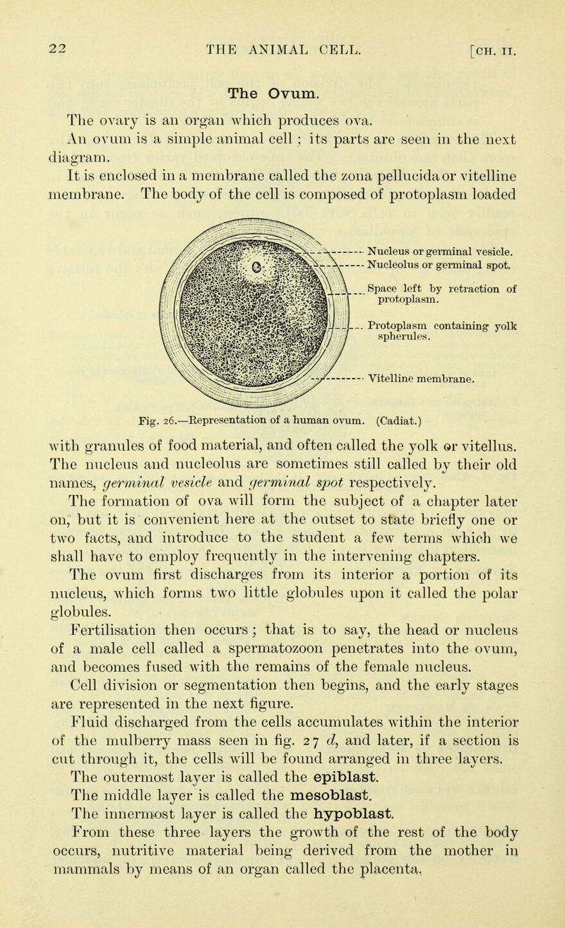 The Ovum. The ovary is an organ which produces ova. An ovum is a simple animal cell; its parts are seen in the next diagram. It is enclosed in a membrane called the zona pellucidaor vitelline membrane. The body of the cell is composed of protoplasm loaded Nucleus or germinal vesicle. Nucleolus or germinal spot. Space left by retraction of protoplasm. Protoplasm containing yolk spherules. Vitelline membrane. Fig. 26.—Eepresentation of a human ovum. (Cadiat.) with granules of food material, and often called the yolk or vitellus. The nucleus and nucleolus are sometimes still called by their old names, germinal vesicle and germinal spot respectively. The formation of ova will form the subject of a chapter later on, but it is convenient here at the outset to state briefly one or two facts, and introduce to the student a few terms which we shall have to employ frequently in the intervening chapters. The ovum first discharges from its interior a portion of its nucleus, which forms two little globules upon it called the polar globules. Fertilisation then occurs; that is to say, the head or nucleus of a male cell called a spermatozoon penetrates into the ovum, and becomes fused with the remains of the female nucleus. Cell division or segmentation then begins, and the early stages are represented in the next figure. Fluid discharged from the cells accumulates within the interior of the mulberry mass seen in fig. 27 c?, and later, if a section is cut through it, the cells will be found arranged in three layers. The outermost layer is called the epiblast. The middle layer is called the mesoblast. The innermiost layer is called the hypoblast. From these three layers the growth of the rest of the body occurs, nutritive material being derived from the mother in mammals by means of an organ called the placenta,