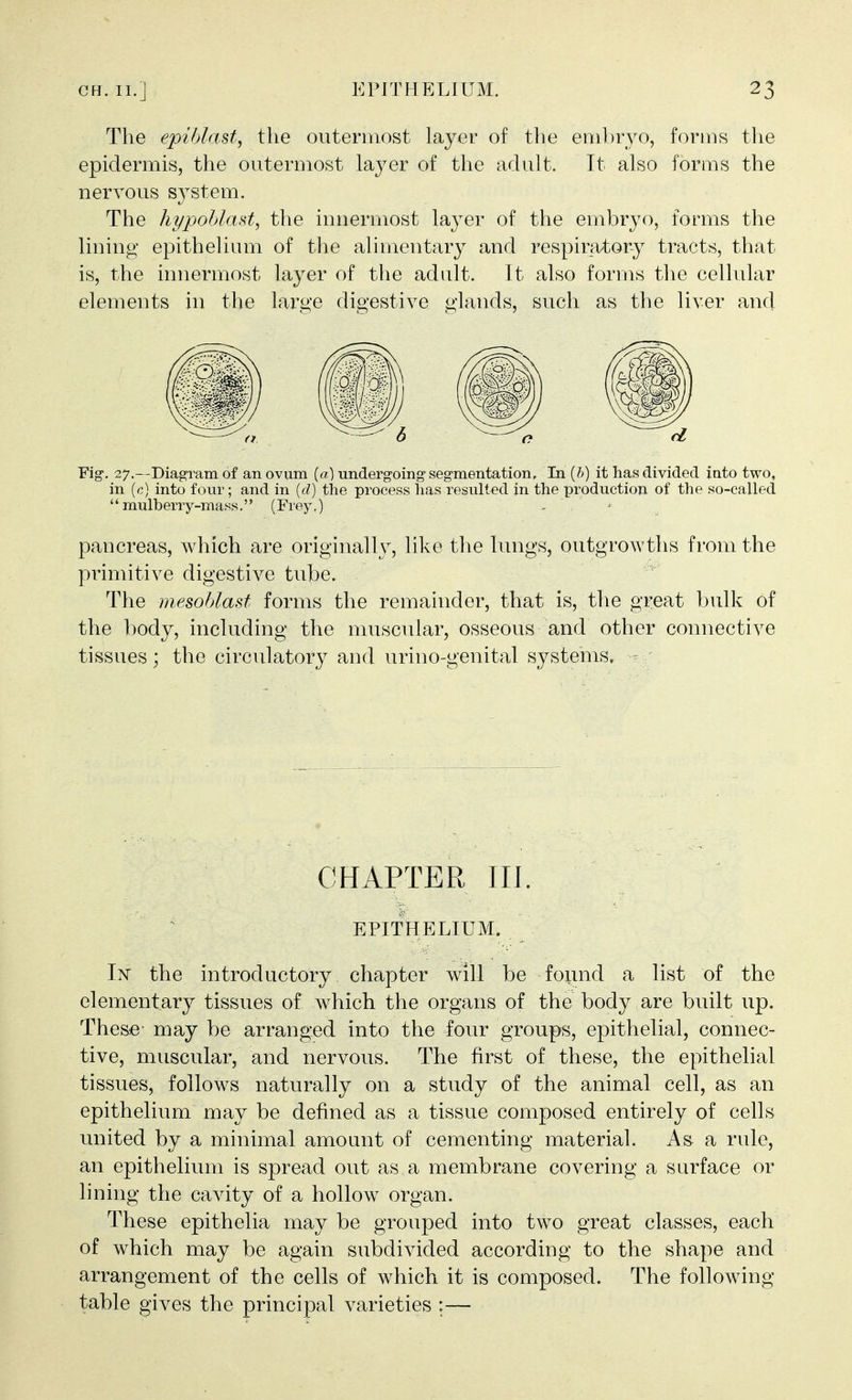 The epihlast, the outermost layer of the embryo, forms the epidermis, the outermost layer of the adult. It also forms the nervous sj^stem. The hypoblast, the innermost layer of the embryo, forms the lining epithelium of the alimentary and respiratory tracts, that is, the innermost layer of the adult. It also forms the cellular elements in the lai'ge digestive glands, such as the liver and Fig. 27.—Diagram of an ovum [a] undergoing segmentation, In [h) it has divided into tvro, in (c) into four; and in [d] the process has resulted in the production of the so-called mulberry-mass. (Frey,) - ' ' pancreas, which are originally, like the lungs, outgrowths from the primitive digestive tube. The mesohlast forms the remainder, that is, the great bulk of the body, including the muscular, osseous and other connective tissues; the circulatory and urino-genital systems, - CHAPTER III. EPITHELIUM. In the introductory chapter will be found a list of the elementary tissues of which the organs of the body are built up. These- may be arranged into the four groups, epithelial, connec- tive, muscular, and nervous. The first of these, the epithelial tissues, follows naturally on a study of the animal cell, as an epithelium may be defined as a tissue composed entirely of cells united by a minimal amount of cementing material. As a rule, an epithelium is spread out as a membrane covering a surface or lining the cavity of a hollow organ. These epithelia may be grouped into two great classes, each of which may be again subdivided according to the shape and arrangement of the cells of which it is composed. The following table gives the principal varieties :—