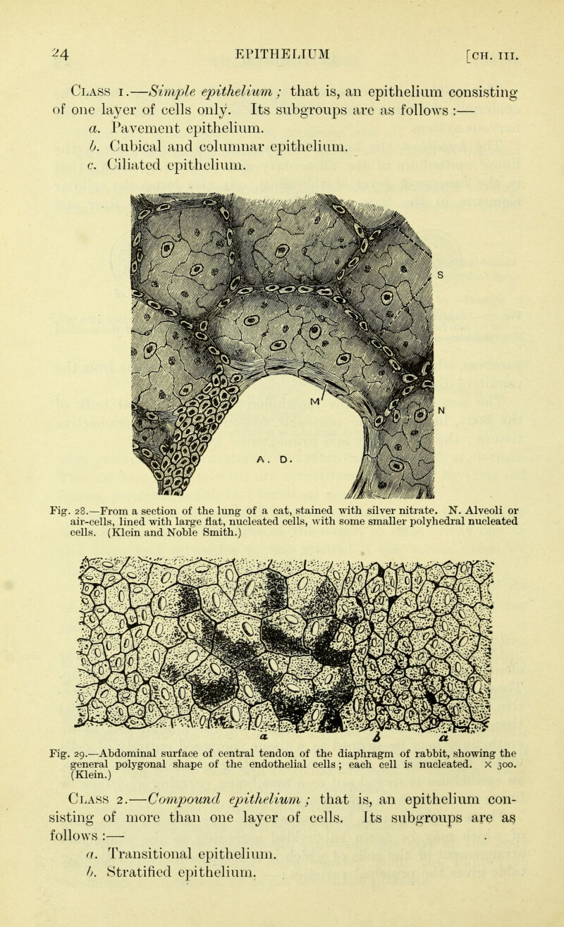 Class i.—Simple epithelium ; that is, an epithelium consisting of one layer of cells only. Its subgroups are as follows :— a. Pavement epithelium. h. Cubical and columnar epithelium, c. Ciliated epithelium. Fig. 28.—From a section of the lung of a cat, stained with silver nitrate. N. Alveoli or air-cells, lined with large flat, nucleated cells, with some smaller polyhedral nucleated cells, (Klein and Noble Smith.) Fig. 29.—Abdominal surface of central tendon of the diaphragm of rabbit, showing the general polygonal shape of the endothelial cells ; each cell is nucleated, x 300. (Klein.) Class 2.—Compound epithelium; that is, an epithelium con- sisting of more than one layer of cells. Its subgroups are as follows :—■ a. Transitional epithelium. h. Stratified epithelium.