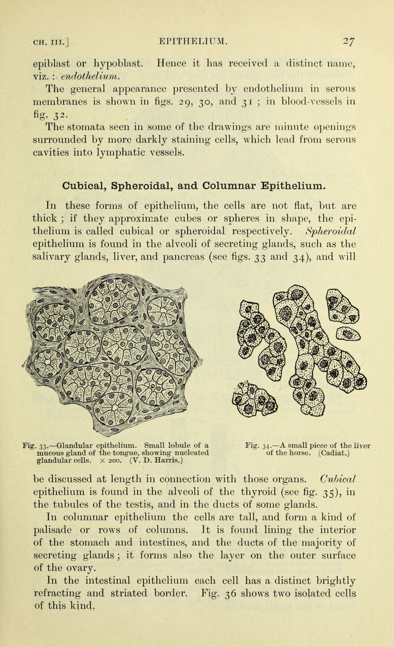 epiblast or hypoblast. Hence it has received a distinct name, viz. : endothelium. The general appearance presented by endothelium in serons membranes is shown in figs. 29, 30, and 31 ; in blood-vessels in fig. 32. The stomata seen in some of the drawings are minute openings surrounded by more darkly staining cells, which lead from serous cavities into lymphatic vessels. Cubical, Spheroidal, and Columnar Epithelium. In these forms of epithelium, the cells are not flat, but are thick ; if they approximate cubes or spheres in shape, the epi- thelium is called cubical or spheroidal respectively. Spheroidal epithelium is found in the alveoli of secreting glands, such as the salivary glands, liver, and pancreas (see figs. 33 and 34), and will Fig. 33.—Glandular epithelium. Small lobule of a Fig-. 34.—A small piece of the liver mucous gland of the tongue, showing nucleated of the horse. (Cadiat.) glandular cells, x 200. (V. D. Harris.) be discussed at length in connection with those organs. Cubical epithelium is found in the alveoli of the thyroid (see fig. 35), in the tubules of the testis, and in the ducts of some glands. In columnar epithelium the cells are tall, and form a kind of palisade or rows of columns. It is found lining the interior of the stomach and intestines, and the ducts of the majority of secreting glands; it forms also the layer on the outer surface of the ovary. In the intestinal epithelium each cell has a distinct brightly refracting and striated border. Fig. 36 shows two isolated cells of this kind,