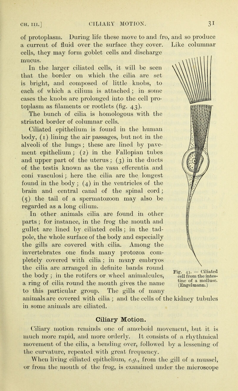 of protoplasm. During life these move to and fro, and so produce a current of fluid over the surface they cover. Like columnar cells, they may form goblet cells and discharge mucus. In the larger ciliated cells, it will be seen that the border on which the cilia are set is bright, and composed of little knobs, to each of which a cilium is attached ; in some cases the knobs are prolonged into the cell pro- toplasm as filaments or rootlets (fig. 43). The bunch of cilia is homologous with the striated border of columnar cells. Ciliated epithelium is found in the human body, (I) lining the air passages, but not in the alveoli of the lungs; these are lined by pave- ment epithelium; (2) in the Fallopian tubes and upper part of the uterus; (3) in the ducts of the testis known as the vasa efFerentia and Goni vasculosi; here the cilia are the longest found in the body; (4) in the ventricles of the brain and central canal of the spinal cord; (5) the tail of a spermatozoon may also be regarded as a long cilium; In other animals cilia are found in other parts; for instance, in the frog the mouth and gullet are lined by ciliated cells; in the tad- pole, the whole surface of the body and especially the gills are covered with cilia. Among the invertebrates one finds many protozoa com- pletely covered with cilia; in many embryos the cilia are arranged in definite bands round the body; in the rotifers or wheel animalcules, a ring of cilia round the mouth gives the name to this particular group. The gills of many animals are covered with cilia ; and the cells of the kidney tubules in some animals are ciliated. Fig. 43. — Ciliated cell from the intes- tine of a mollusc. (Engelmann.) Ciliary Motion. Ciliary motion reminds one of amoeboid movement, but it is much more rapid, and more orderly. It consists of a rhythmical movement of the cilia, a bending over, followed by a lessening of the curvature, repeated with great frequency. When living ciliated epithelium, e.g., from the gill of a mussel, or from the mouth of the frog, is examined under the microscope