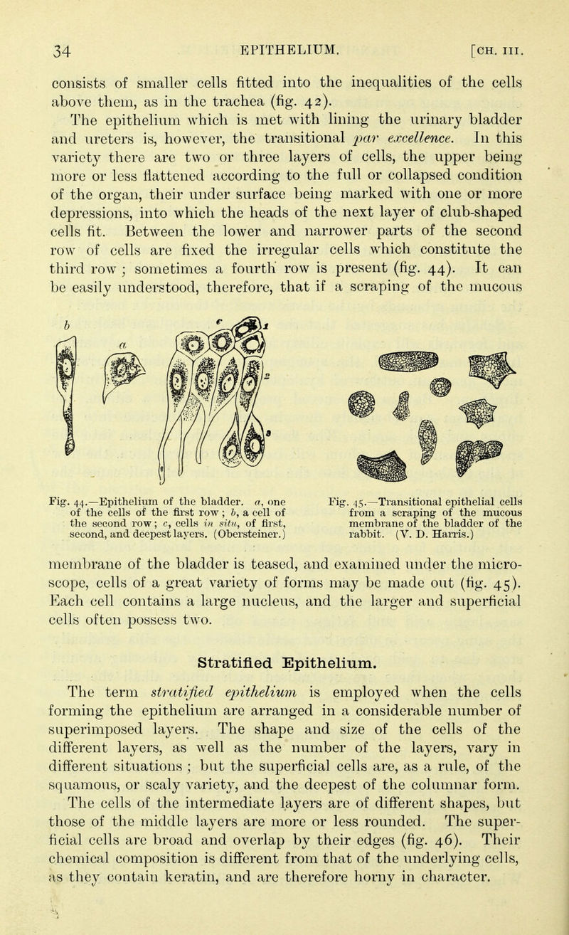 consists of smaller cells fitted into the inequalities of the cells above them, as in the trachea (fig. 42). The epithelium which is met with lining the urinary bladder and ureters is, however, the transitional par excellence. In this variety there are two or three layers of cells, the upper being more or less flattened according to the full or collapsed condition of the organ, their under surface being marked with one or more depressions, into which the heads of the next layer of club-shaped cells fit. Between the lower and narrower parts of the second row of cells are fixed the irregular cells which constitute the third row ; sometimes a fourth row is present (fig. 44). It can be easily understood, therefore, that if a scraping of the mucous Fig-. 44.—Epithelium of the bladder, a, one Fig-, 45.—Transitional epithelial cells of the cells of the first row ; a cell of from a scraping- of the mucous the second row; c, cells in situ, of first, membrane of the bladder of the second, and deepest layers. (Obersteiner.) rabbit. (V.D.Harris.) membrane of the bladder is teased, and examined under the micro- scope, cells of a great variety of forms may be made out (fig. 45). Each cell contains a large nucleus, and the larger and superficial cells often possess two. Stratified Epithelium. The term stratified epithelium is employed when the cells forming the epithelium are arranged in a considerable number of superimposed layers. The shape and size of the cells of the diflferent layers, as well as the number of the layers, vary in different situations ; but the superficial cells are, as a rule, of the squamous, or scaly variety, and the deepest of the columnar form. The cells of the intermediate layers are of different shapes, but those of the middle layers are more or less rounded. The super- ficial cells are broad and overlap by their edges (fig. 46). Their chemical composition is different from that of the underlying cells, as they contain keratin, and are therefore horny in character.