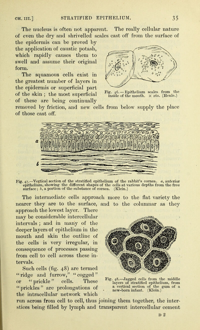 The nucleus is often not apparent. The really cellular nature of even the dry and shrivelled scales cast off from the surface of the epidermis can be proved by the application of caustic potash, which rapidly causes them to swell and assume their original form. The squamous cells exist in the greatest number of layers in the epidermis or superficial part of the skin ; the most superficial of these are being continually removed by friction, and new cells from below supply the place of those cast off. Fig. 47.—Vertical section of the stratified epithelium of the rabbit's cornea, a, anterior epithelium, showing the different shapes of the cells at various depths from the free surface ; h, a portion of the substance of cornea. (Klein.) The intermediate cells approach more to the flat variety the nearer they are to the surface, and to the columnar as they approach the lowest layer. There may be considerable intercellular intervals ; and in many of the deeper layers of epithelium in the mouth and skin the outline of the cells is very irregular, in consequence of processes passing from cell to cell across these in- tervals. Such cells (fig. 48) are termed ridge and furrow, cogged or prickle cells. These prickles are prolongations of the intracellular network which run across from cell to cell, thus joining them together, the inter- stices being filled by lymph and transparent intercellular cement D 2 Fig. 48.—Jagged cells from the middle layers of stratified epithelium, from a vertical section of the gum of a new-born infant. (Klein.)