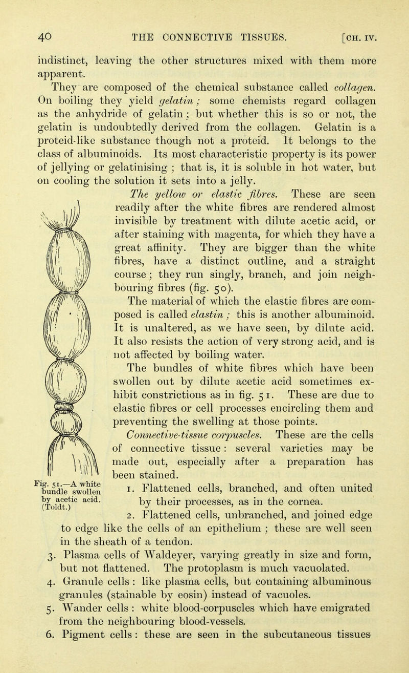 indistinctj leaving the other structures mixed with them more apparent. They are composed of the chemical substance called collagen. On boiling they yield gelatin; some chemists regard collagen as the anhydride of gelatin ; but whether this is so or not, the gelatin is undoubtedly derived from the collagen. Gelatin is a proteid-like substance though not a proteid. It belongs to the class of albuminoids. Its most characteristic property is its power of jellying or gelatinising ; that is, it is soluble in hot water, but on cooling the solution it sets into a jelly. The yellow or elastic fibres. These are seen readily after the white fibres are rendered almost invisible by treatment with dilute acetic acid, or after staining with magenta, for which they have a great affinity. They are bigger than the white fibres, have a distinct outline, and a straight course; they run singly, branch, and join neigh- bouring fibres (fig. 50). The material of which the elastic fibres are com- posed is called elastin ; this is another albuminoid. It is unaltered, as we have seen, by dilute acid. It also resists the action of very strong acid, and is not afi'ected by boiling w^ater. The bundles of white fibres which have been swollen out by dilute acetic acid sometimes ex- hibit constrictions as in fig. 5 i. These are due to elastic fibres or cell processes encircling them and preventing the swelling at those points. Connective-tissue corpuscles. These are the cells of connective tissue: several varieties may be made out, especially after a preparation has been stained. ^bundi^twoHen I- Flattened cells, branched, and often united (Toidff^ their processes, as in the cornea. 2. Flattened cells, unbranched, and joined edge to edge like the cells of an epithelium ; these are well seen in the sheath of a tendon. 3. Plasma cells of Waldeyer, varying greatly in size and form, but not flattened. The protoplasm is much vacuolated. 4. Granule cells : like plasma cells, but containing albuminous granules (stainable by eosin) instead of vacuoles. 5. Wander cells : w^hite blood-corpuscles which have emigrated from the neighbouring blood-vessels. 6. Pigment cells : these are seen in the subcutaneous tissues