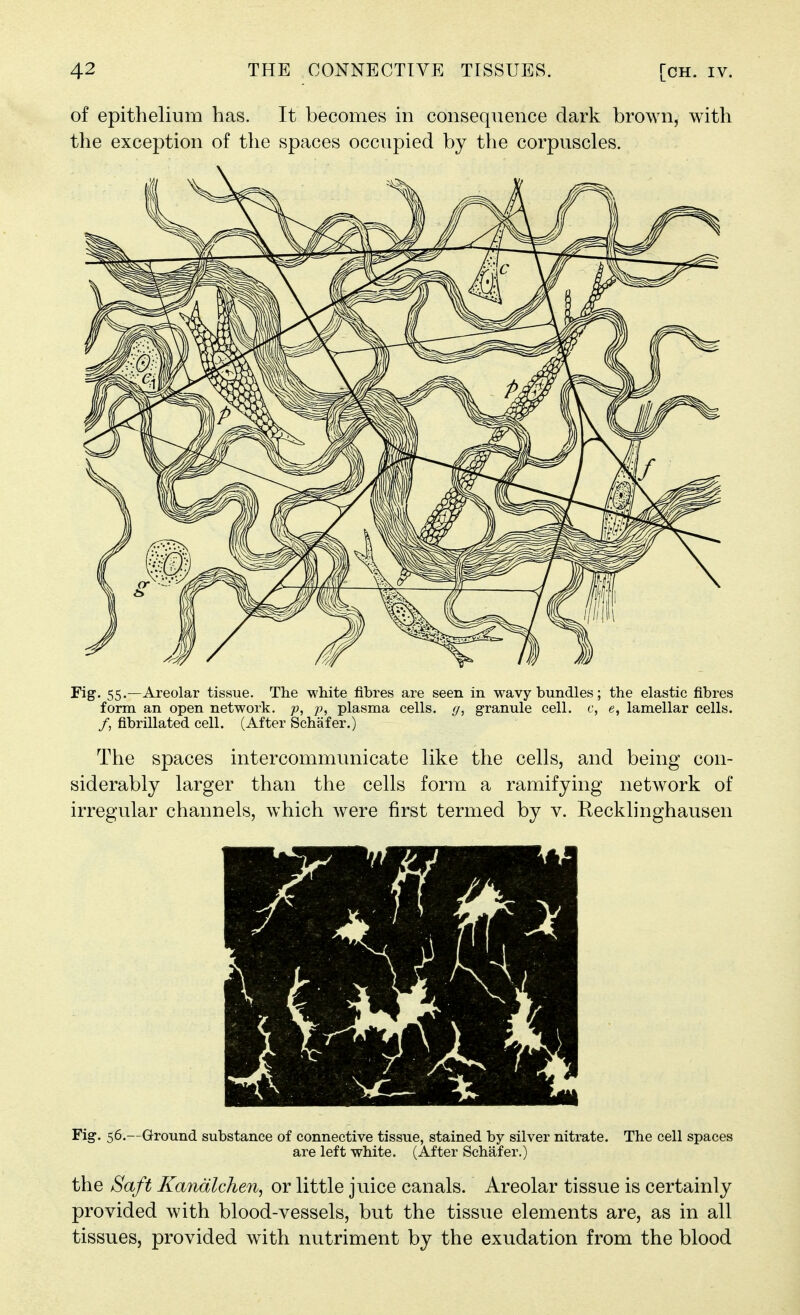 of epithelium has. It becomes in consequence dark brown, with the exception of the spaces occupied by the corpuscles. Fig. 55.—Areolar tissue. The white fibres are seen in wavy bundles; the elastic fibres form an open network, p, plasma cells. (/, granule cell, c, e, lamellar cells. /, fibrillated cell. (After Schafer.) The spaces intercommunicate like the cells, and being con- siderably larger than the cells form a ramifying network of irregular channels, which were first termed by v. Recklinghausen Fig. 56.—Ground substance of connective tissue, stained by silver nitrate. The cell spaces are left white. (After Schafer.) the Saft Kandlchen^ or little juice canals. Areolar tissue is certainly provided with blood-vessels, but the tissue elements are, as in all tissues, provided with nutriment by the exudation from the blood