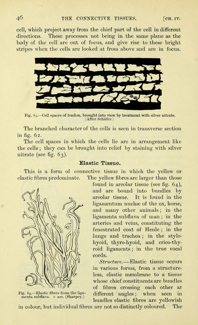 cell, which project away from the chief part of the cell in different directions. These processes not being in the same plane as the body of the cell are out of focus, and give rise to these bright stripes Avhen the cells are looked at from above and are in focus. Fig. 63.—Cell spaces of tendon, brought into view by treatment with silver nitrate. (After Schafer.) The branched character of the cells is seen in transverse section in fig. 62. The cell spaces in which the cells lie are in arrangement like the cells; they can be brought into relief by staining with silver nitrate (see fig. 63). Elastic Tissue. This is a form of connective tissue in which the yellow or elastic fibres predominate. The yellow fibres are larger than those found in areolar tissue (see fig. 64), and are bound into bundles by areolar tissue. It is found in the ligamentum nuchse of the ox, horse, and many other animals; in the ligamenta subflava of man; in the arteries and veins, constituting the fenestrated coat of Henle ; in the lungs and trachea; in the stylo- hyoid, thyro-hyoid, and crico-thy- roid ligaments; in the true vocal cords. Structure.—Elastic tissue occurs in various forms, from a structure- less, elastic membrane to a tissue whose chief constituents are bundles of fibres crossing each other at different angles; when seen in bundles elastic fibres are yellowish in colour, but individual fibres are not so distinctly coloured. The Fig. 64.—Elastic fibres from the liga- menta subflava. X 200, (Sharpey.)