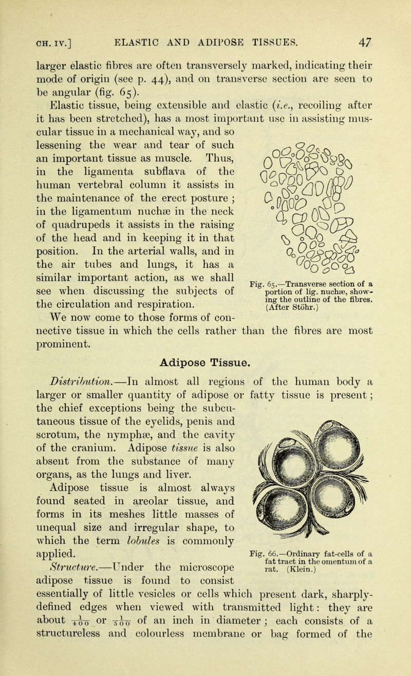 Fig. 65.—Transverse section of a portion of \ig. nuchse, show- ing- the outline of the fibres. (After Stohr.) larger elastic fibres are often transversely marked, indicating their mode of origin (see p. 44), and on transverse section are seen to be angular (fig. 65). Elastic tissue, being extensible and elastic (i.e., recoiling after it has been stretched), has a most important use in assisting mus- cular tissue in a mechanical way, and so lessening the wear and tear of such an important tissue as muscle. Thus, in the ligamenta subflava of the human vertebral column it assists in the maintenance of the erect posture ; in the ligamentum nuchas in the neck of quadrupeds it assists in the raising of the head and in keeping it in that position. In the arterial walls, and in the air tubes and lungs, it has a similar important action, as we shall see when discussing the subjects of the circulation and respiration. We now come to those forms of con- nective tissue in which the cells rather than the fibres are most prominent. Adipose Tissue. Distribution.—In almost all regions of the human body a larger or smaller quantity of adipose or fatty tissue is present; the chief exceptions being the subcu- taneous tissue of the eyelids, penis and scrotum, the nymphse, and the cavity of the cranium. Adipose tissue is also absent from the substance of many organs, as the lungs and liver. Adipose tissue is almost always found seated in areolar tissue, and forms in its meshes little masses of unequal size and irregular shape, to which the term lobules is commonly applied. Structure.—Under the microscope adipose tissue is found to consist essentially of little vesicles or cells which present dark, sharply- defined edges when viewed with transmitted light: they are about 4^ or of an inch in diameter ; each consists of a structureless and colourless membrane or bag formed of the Fig. 66.—Ordinary fat-cells of a fat tract in the omentum of a rat. (Klein.)