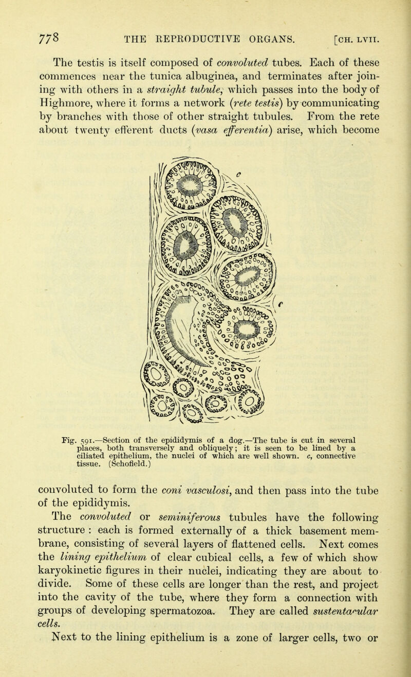 The testis is itself composed of convoluted tubes. Each of these commences near the tunica albuginea, and terminates after join- ing with others in a straight tuhule, which passes into the body of Highmore, where it forms a network (rete testis) by communicating by branches with those of other straight tubules. From the rete about twenty eiferent ducts {yasa efferentia) arise, which become Fig-. 591.—Section of the epididymis of a dog.—The tube is cut in several places, both transversely and obliquely; it is seen to be lined by a ciliated epithelium, the nuclei of which are well shown, c, connective tissue. (Schofield.) convoluted to form the coni vasculosis and then pass into the tube of the epididymis. The convoluted or seminiferous tubules have the following- structure : each is formed externally of a thick basement mem- brane, consisting of several layers of flattened cells. Next comes the lining epithelium of clear cubical cells, a few of which show karyokinetic figures in their nuclei, indicating they are about to divide. Some of these cells are longer than the rest, and project into the cavity of the tube, where they form a connection with groups of developing spermatozoa. They are called sustenta^ular cells. Next to the lining epithelium is a zone of larger cells, two or