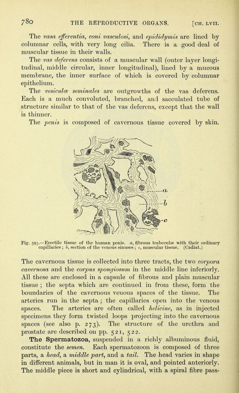 The vasa efferentia, coni vasculosis and epididymis are lined by columnar cells, with very long cilia. There is a good deal of muscular tissue in their walls. The vas deferens consists of a muscular wall (outer layer longi- tudinal, middle circular, inner longitudinal), lined by a mucous membrane, the inner surface of which is covered by columnar epithelium. The vesiculcB seminales are outgrowths of the vas deferens. Each is a much convoluted, branched, and sacculated tube of structure similar to that of the vas deferens, except that the wall is thinner. The penis is composed of cavernous tissue covered by skin. Fig. 593.—Erectile tissue of the human penis, a, fibrous trabeculee with their ordinary- capillaries ; 5, section of the venous sinuses ; c, muscular tissue. (Cadiat.) The cavernous tissue is collected into three tracts, the two corpora cavernosa and the corpus spongiosum in the middle line inferiorly. All these are enclosed in a capsule of fibrous and plain muscular tissue ; the septa which are continued in from these, form the boundaries of the cavernous venous spaces of the tissue. The arteries run in the septa ; the capillaries open into the venous spaces. The arteries are often called helicine, as in injected specimens they form twisted loops projecting into the cavernous spaces (see also p. 273). The structure of the urethra and prostate are described on pp. 521, 522. The Spermatozoa, suspended in a richly albuminous fluid, constitute the semen. Each spermatozoon is composed of three parts, a head, a middle part, and a tail. The head varies in shape in different animals, but in man it is oval, and pointed anteriorly. The middle piece is short and cylindrical, with a spiral fibre pass-
