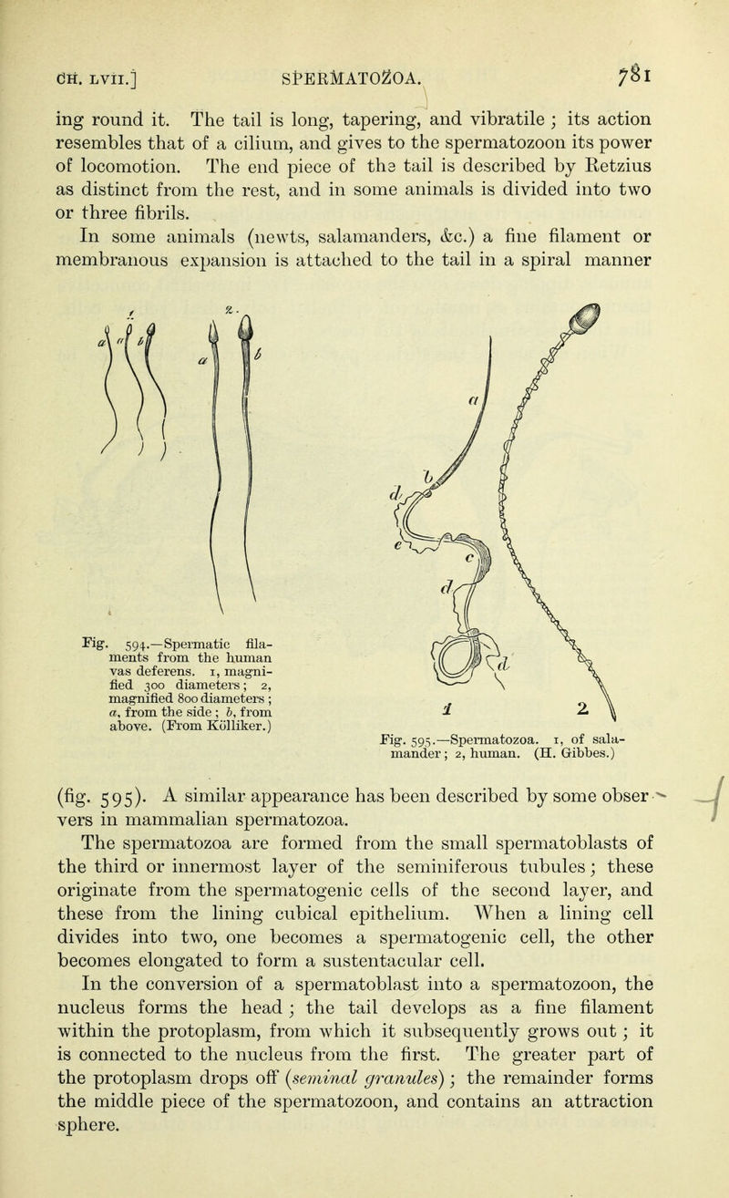 ing round it. The tail is long, tapering, and vibratile ; its action resembles that of a cilium, and gives to the spermatozoon its power of locomotion. The end piece of tha tail is described by Retzius as distinct from the rest, and in some animals is divided into two or three fibrils. In some animals (newts, salamanders, &c.) a fine filament or membranous expansion is attached to the tail in a spiral manner (fig. 595). A similar appearance has been described by some obser vers in mammalian spermatozoa. The spermatozoa are formed from the small spermatoblasts of the third or innermost layer of the seminiferous tubules; these originate from the spermatogenic cells of the second layer, and these from the lining cubical epithelium. When a lining cell divides into two, one becomes a spermatogenic cell, the other becomes elongated to form a sustentacular cell. In the conversion of a spermatoblast into a spermatozoon, the nucleus forms the head; the tail develops as a fine filament within the protoplasm, from which it subsequently grows out; it is connected to the nucleus from the first. The greater part of the protoplasm drops off (seminal granules); the remainder forms the middle piece of the spermatozoon, and contains an attraction sphere. rig. 594.—Spermatic fila- ments from the human vas deferens, i, magni- fied 300 diameters; 2, magnified 800 diameters; a, from the side ; &, from above. (From Kolliker.) Fig. 595,—Spermatozoa, i, of sala- mander; 2, human. (H. Gibbes.)