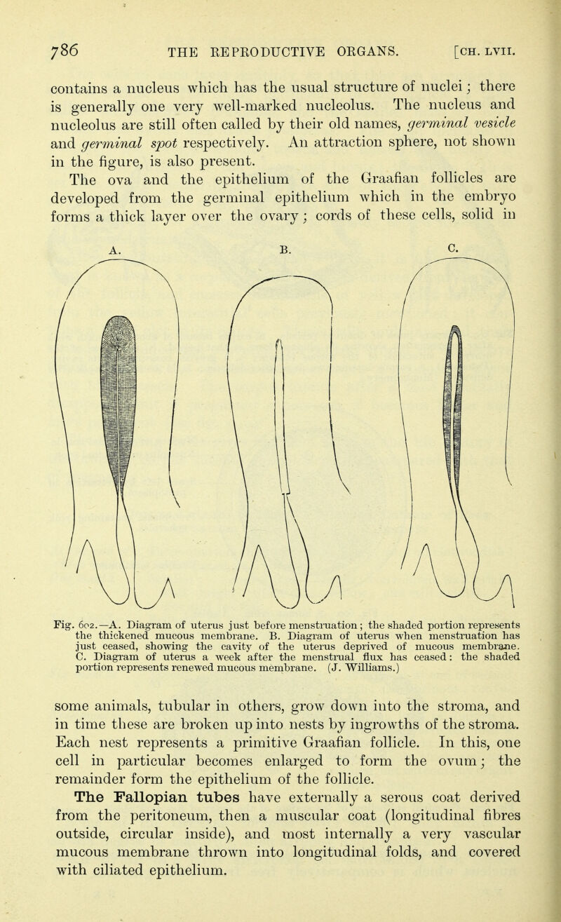 contains a nucleus which has the usual structure of nuclei; there is generally one very well-marked nucleolus. The nucleus and nucleolus are still often called by their old names, germinal vesicle and germinal spot respectively. An attraction sphere, not shown in the figure, is also present. The ova and the epithelium of the Graafian follicles are developed from the germinal epithelium which in the embryo forms a thick layer over the ovary; cords of these cells, solid in A. B. C. Fig. 602.—A. Diagram of uterus just before menstruation; the shaded portion represents the thickened mucous membrane. B. Diagram of uterus when menstruation has just ceased, showing the cavity of the uterus deprived of mucous membrane. C. Diagram of uterus a week after the menstrual flux has ceased: the shaded portion represents renewed mucous membrane. (J. Williams.) some animals, tubular in others, grow down into the stroma, and in time these are broken up into nests by ingrowths of the stroma. Each nest represents a primitive Graafian follicle. In this, one cell in particular becomes enlarged to form the ovum; the remainder form the epithelium of the follicle. The Fallopian tubes have externally a serous coat derived from the peritoneum, then a muscular coat (longitudinal fibres outside, circular inside), and most internally a very vascular mucous membrane thrown into longitudinal folds, and covered with ciliated epithelium.