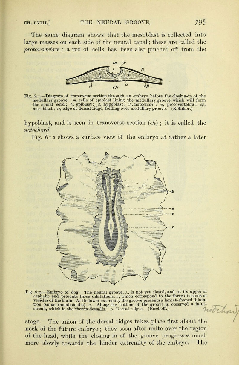 The same diagram shows that the mesoblast is collected into large masses on each side of the neural canal; these are called the protovertehrce ; a rod of cells has been also pinched off from the m (V Fig. 6ii.—Diagram of ttansvetse section through an embryo before the closing-in of the medullary groove, m, cells of epiblast lining the medullary groove which will form the spinal cord ; h, epiblast; d, hypoblast; ch, notochorcl; u, protovertebra; sp, mesoblast; w, edge of dorsal ridge, folding over medullary groove, (Kolliker.) hypoblast, and is seen in transverse section (ch); it is called the notochord. Fig. 612 shows a surface view of the embryo at rather a later Fig. 612.—Embryo of dog. The neural groove, a, is not yet closed, and at its upper or cephalic end presents three dilatations, b, which correspond to the three divisions or vesicles of the brain. At its lower extremity the groove presents a lancet-shaped dilata- tion (sinus rhomboidalis), c. Along the bottom of the groove is observed a faint- streak, which is the fefeorda-diarsaUs. D, Dorsal ridges. (Bischoff.) ^J,. stage. The union of the dorsal ridges takes place first about the neck of the future embryo; they soon after unite over the region of the head, while the closing in of the groove progresses much more slowly towards the hinder extremity of the embryo. The