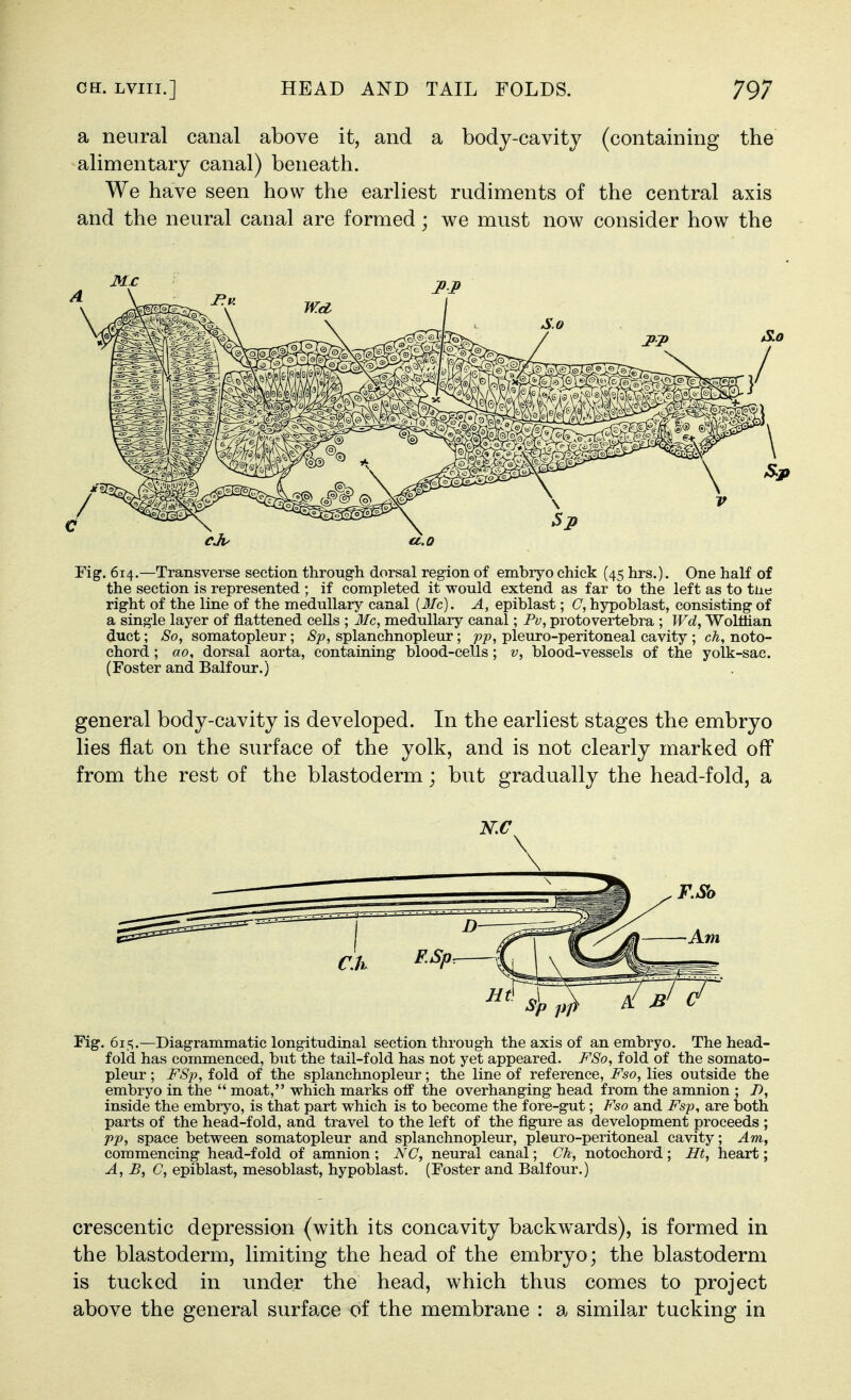 a neural canal above it, and a body-cavity (containing the alimentary canal) beneath. We have seen how the earliest rudiments of the central axis and the neural canal are formed; we must now consider how the Fig. 614.—Transverse section through dorsal region of embryo chick (45 hrs.). One half of the section is represented ; if completed it would extend as far to the left as to tiie right of the line of the medullary canal (J/c). A, epiblast; C, hypoblast, consisting of a single layer of flattened cells ; Mc, medullary canal; Fv, protovertebra ; Wd, Woltiian duct; So, somatopleur ; Sp, splanchnopleur; pp, pleuro-peritoneal cavity ; ch, noto- chord ; ao, dorsal aorta, containing blood-cells; v, blood-vessels of the yolk-sac. (Foster and Balfour.) general body-cavity is developed. In the earliest stages the embryo lies flat on the surface of the yolk, and is not clearly marked off from the rest of the blastoderm; but gradually the head-fold, a Fig. 615.—Diagrammatic longitudinal section through the axis of an embryo. The head- fold has commenced, but the tail-fold has not yet appeared. FSo, fold of the somato- pleur ; FSp, fold of the splanchnopleur; the line of reference, Fso, lies outside the embryo in the  moat, which marks off the overhanging head from the amnion ; J), inside the embryo, is that part which is to become the fore-gut; Fso and Fsp, are both parts of the head-fold, and travel to the left of the figure as development proceeds ; pp, space between somatopleur and splanchnopleur, pleuro-peritoneal cavity; ^m, commencing head-fold of amnion ; NC, neural canal; Ch, notochord ; Ht, heart; A, B, G, epiblast, mesoblast, hypoblast. (Foster and Balfour.) crescentic depression (with its concavity backwards), is formed in the blastoderm, limiting the head of the embryo; the blastoderm is tucked in under the head, which thus comes to project above the general surface of the membrane : a similar tucking in