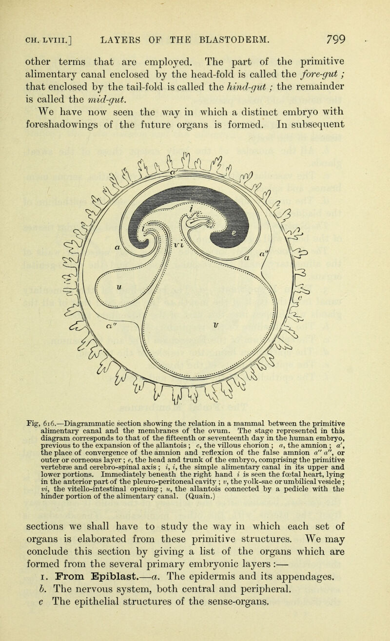 other terms that are employed. The part of the primitive alimentary canal enclosed by the head-fold is called the fore-gut ; that enclosed by the tail-fold is called the hind-gut ; the remainder is called the mid-gut. We have now seen the way in which a distinct embryo with foreshadowings of the fnture organs is formed. In subsequent Fig-, 6i6.—Diagrammatic section showing- the relation in a marmnal between the primitive alimentary canal and the membranes of the ovum. The stage represented in this diagram corresponds to that of the fifteenth or seventeenth day in the human embiyo, previous to the expansion of the allantois ; c, the villous chorion ; a, the amnion ; a', the place of convergence of the amnion and reflexion of the false amnion a a, or outer or corneous layer; e, the head and trunk of the embryo, comprising the primitive vertebrae and cerebro-spinal axis ; i, i, the simple alimentary canal in its upper and lower portions. Immediately beneath the right hand i is seen the foetal heart, lying in the anterior part of the pleuro-peritoneal cavity ; v, the yolk-sac or umbilical vesicle; vi, the vitello-intestinal opening; u, the allantois connected by a pedicle with the hinder portion of the alimentary canal. (Quain.) sections we shall have to study the way in which each set of organs is elaborated from these primitive structures. We may conclude this section by giving a list of the organs which are formed from the several primary embryonic layers :— I. Prom Epiblast.—a. The epidermis and its appendages, b. The nervous system, both central and peripheral, c The epithelial structures of the sense-organs.