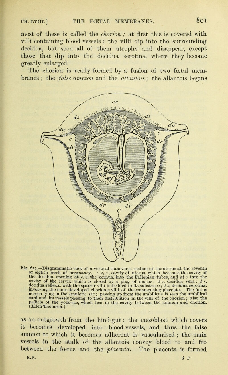 most of these is called the chorion ; at first this is covered with villi containing blood-vessels ; the villi dip into the surrounding decidua, but soon all of them atrophy and disappear, except those that dip into the decidua serotina, where they become greatly enlarged. The chorion is really formed by a fusion of two foetal mem- branes ; the false amnion and the allantois ; the allantois begins Fig. 617.—Diagrammatic view of a vertical transverse section of the uterus at the seventh or eighth week of pregnancy, c, c, c', cavity of uterus, which becomes the cavity of the decidua, opening at c, c, the cornua, into the Fallopian tubes, and at c' into the cavity of ttie cervix, which is closed by a plug of mucus ; d v, decidua vera; d r, decidua .ireflexa, with the sparser villi imbedded in its substance ; d s, decidua serotina, involving the more developed chorionic villi of the commencing placenta. The foetus is seen lying in the amniotic sac; passing up from the umbilicus is seen the umbilical cord and its vessels passing to their distribution in the villi of the chorion ; also the pedicle of the yolk-sac, which lies in the cavity between the amnion and chorion. (Allen Thomson.) as an outgrowth from the hind-gut; the mesoblast which covers it becomes developed into blood-vessels, and thus the false amnion to which it becomes adherent is vascularised ; the main vessels in the stalk of the allantois convey blood to and fro between the foetus and the placenta. The placenta is formed K.p. 3 F