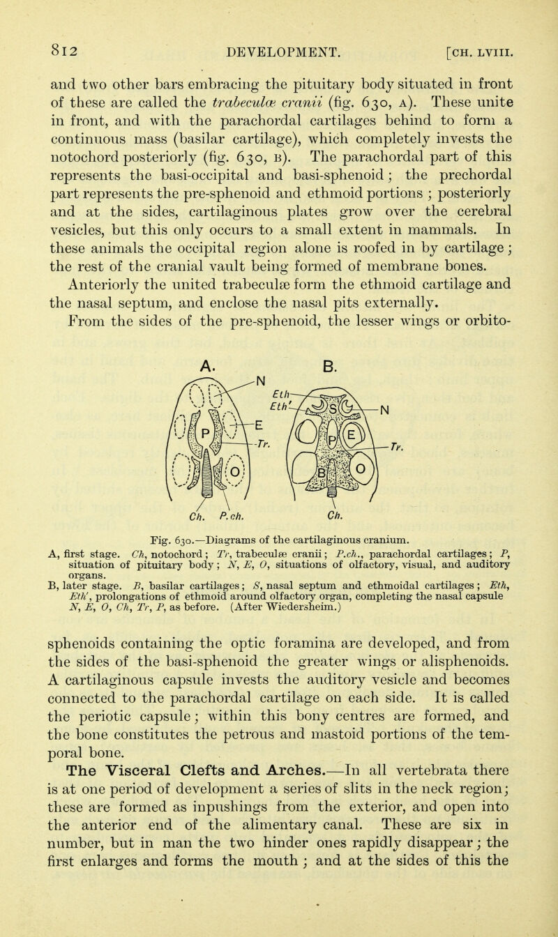 and two other bars embracing the pituitary body situated in front of these are called the trabecule cranii (fig. 630, a). These unite in front, and with the parachordal cartilages behind to form a continuous mass (basilar cartilage), which completely invests the notochord posteriorly (fig. 630, b). The parachordal part of this represents the basi-occipital and basi-sphenoid; the prechordal part represents the pre-sphenoid and ethmoid portions ; posteriorly and at the sides, cartilaginous plates grow over the cerebral vesicles, but this only occurs to a small extent in mammals. In these animals the occipital region alone is roofed in by cartilage; the rest of the cranial vault being formed of membrane bones. Anteriorly the united trabecul£e form the ethmoid cartilage and the nasal septum, and enclose the nasal pits externally. From the sides of the pre-sphenoid, the lesser wings or orbito- Ch. P. ch. Ch. Fig. 630.—Diagrams of the cartilaginous cranium. A, first stage. Ch, notochord ; Ti\ trabeculee cranii ; P.ch., parachordal cartilages ; P, situation of pituitary body; N, E, 0, situations of olfactory, visual, and auditory organs. B, later stage. B, basilar cartilages; ^S, nasal septum and ethmoidal cartilages ; Eth, Eth', prolongations of ethmoid around olfactory organ, completing the nasal capsule N, E, 0, Ch, Tr, P, as before. (After Wiedersheim.) sphenoids containing the optic foramina are developed, and from the sides of the basi-sphenoid the greater wings or alisphenoids. A cartilaginous capsule invests the auditory vesicle and becomes connected to the parachordal cartilage on each side. It is called the periotic capsule; within this bony centres are formed, and the bone constitutes the petrous and mastoid portions of the tem- poral bone. The Visceral Clefts and Arches.—In all vertebrata there is at one period of development a series of slits in the neck region; these are formed as inpushings from the exterior, and open into the anterior end of the alimentary canal. These are six in number, but in man the two hinder ones rapidly disappear; the first enlarges and forms the mouth ; and at the sides of this the