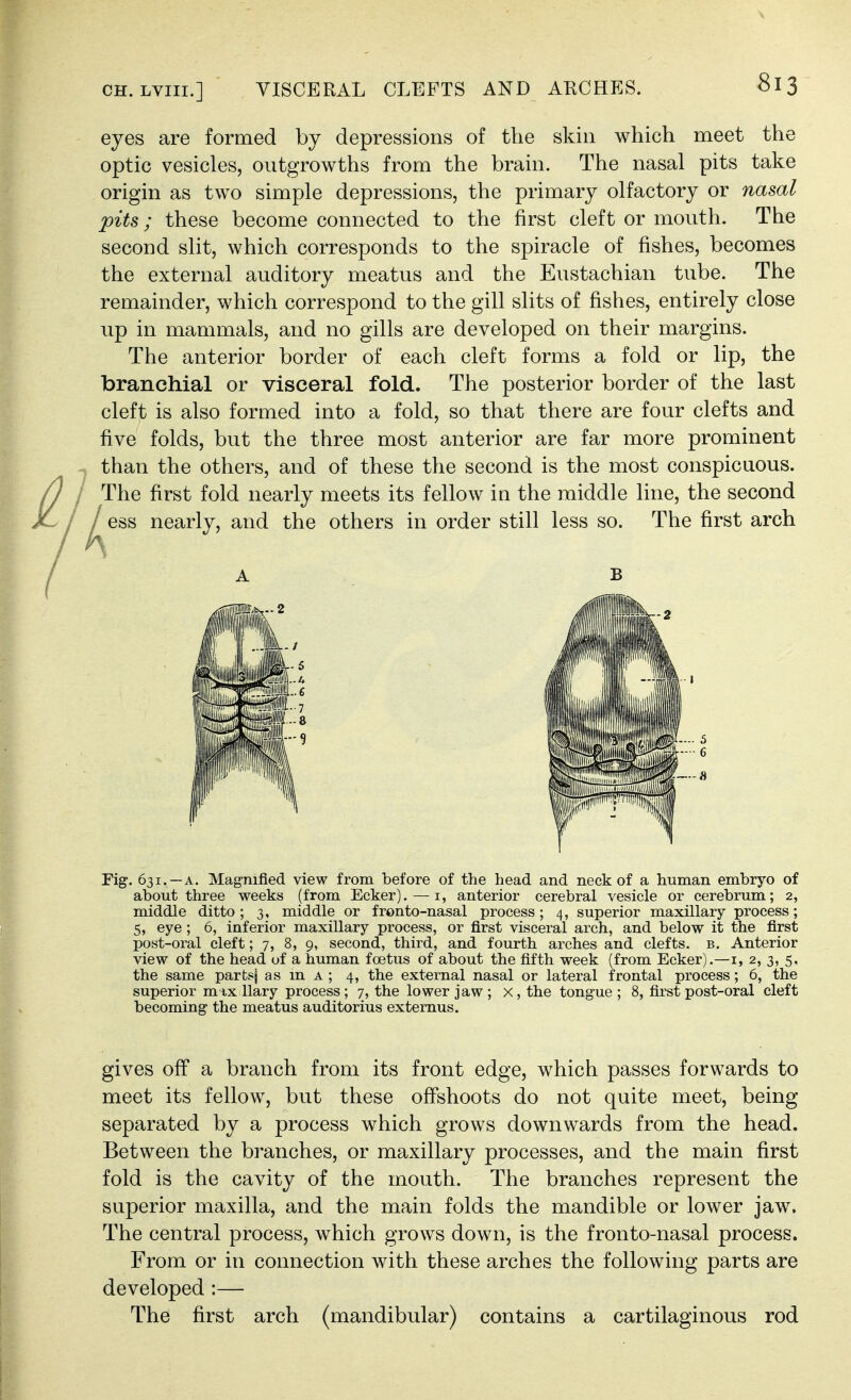 CH. LViii.] VISCERAL CLEFTS AND AKCHES. eyes are formed by depressions of the skin which meet the optic vesicles, outgrowths from the brain. The nasal pits take origin as two simple depressions, the primary olfactory or nasal pits; these become connected to the first cleft or mouth. The second slit, which corresponds to the spiracle of fishes, becomes the external auditory meatus and the Eustachian tube. The remainder, which correspond to the gill slits of fishes, entirely close up in mammals, and no gills are developed on their margins. The anterior border of each cleft forms a fold or lip, the branchial or visceral fold. The posterior border of the last cleft is also formed into a fold, so that there are four clefts and five folds, but the three most anterior are far more prominent . than the others, and of these the second is the most conspicuous. ^ The first fold nearly meets its fellow in the middle line, the second ^ess nearly, and the others in order still less so. The first arch A B Fig-. 631.—A. Mag-nified view from before of the head and neck of a human embryo of about three weeks (from Ecker). — i, anterior cerebral vesicle or cerebrum; 2, middle ditto; 3, middle or fronto-nasal process; 4, superior maxillary process; 5, eye; 6, inferior maxillary process, or first visceral arch, and below it the first post-oral cleft; 7, 8, 9, second, third, and fourth arches and clefts, b. Anterior view of the head of a human foetus of about the fifth week (from Ecker).—i, 2, 3, 5, the same partsf as m a ; 4, the external nasal or lateral frontal process; 6, the superior mix llary process ; 7, the lower jaw ; x, the tongue ; 8, first post-oral cleft becoming the meatus auditorius externus. gives off a branch from its front edge, which passes forwards to meet its fellow, but these ofishoots do not quite meet, being- separated by a process which grows downwards from the head. Between the branches, or maxillary processes, and the main first fold is the cavity of the mouth. The branches represent the superior maxilla, and the main folds the mandible or lower jaw. The central process, which grows down, is the fronto-nasal process. From or in connection with these arches the following parts are developed :— The first arch (mandibular) contains a cartilaginous rod