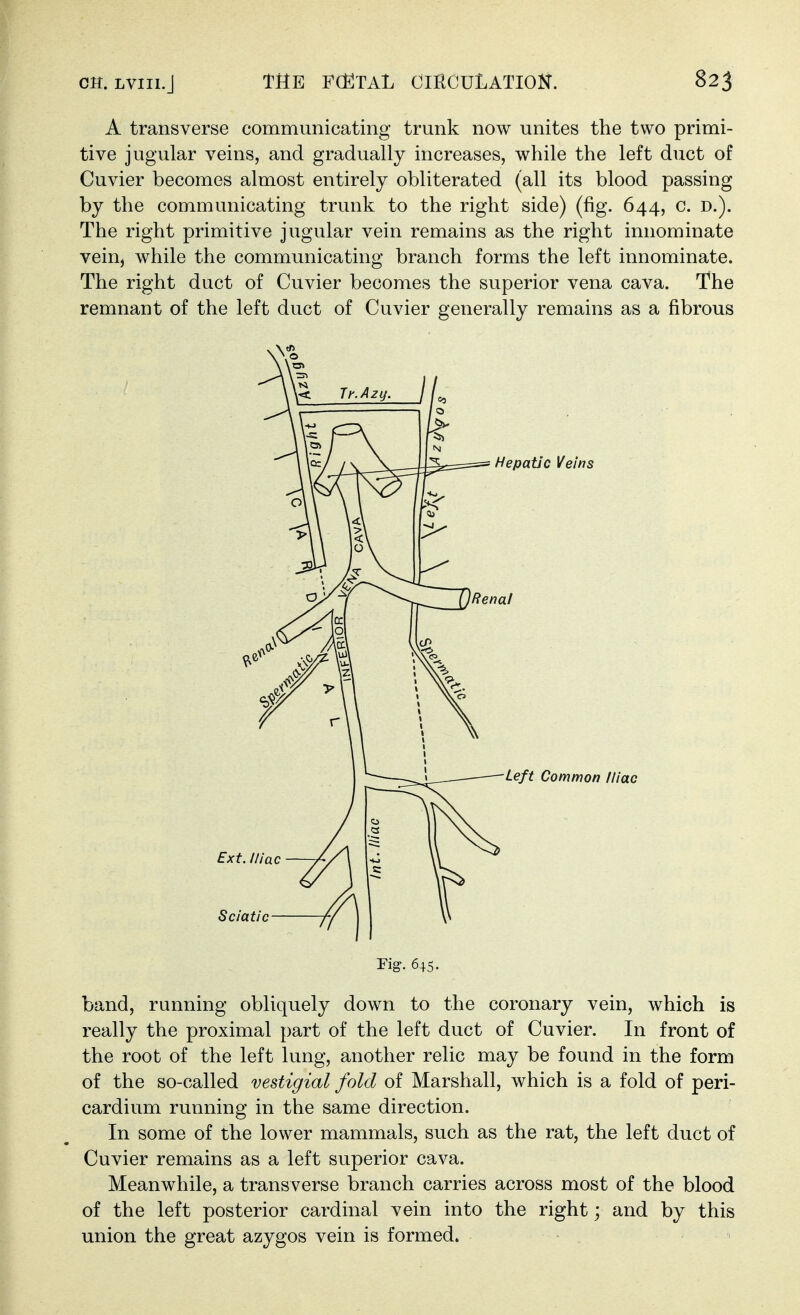 A transverse communicating trunk now unites the two primi- tive jugular veins, and gradually increases, while the left duct of Cuvier becomes almost entirely obliterated (all its blood passing by the communicating trunk to the right side) (fig. 644, c. D.). The right primitive jugular vein remains as the right innominate vein, while the communicating branch forms the left innominate. The right duct of Cuvier becomes the superior vena cava. The remnant of the left duct of Cuvier generally remains as a fibrous rig. 645. band, running obliquely down to the coronary vein, which is really the proximal part of the left duct of Cuvier. In front of the root of the left lung, another relic may be found in the form of the so-called vestigial fold of Marshall, which is a fold of peri- cardium running in the same direction. In some of the lower mammals, such as the rat, the left duct of Cuvier remains as a left superior cava. Meanwhile, a transverse branch carries across most of the blood of the left posterior cardinal vein into the right; and by this union the great azygos vein is formed.