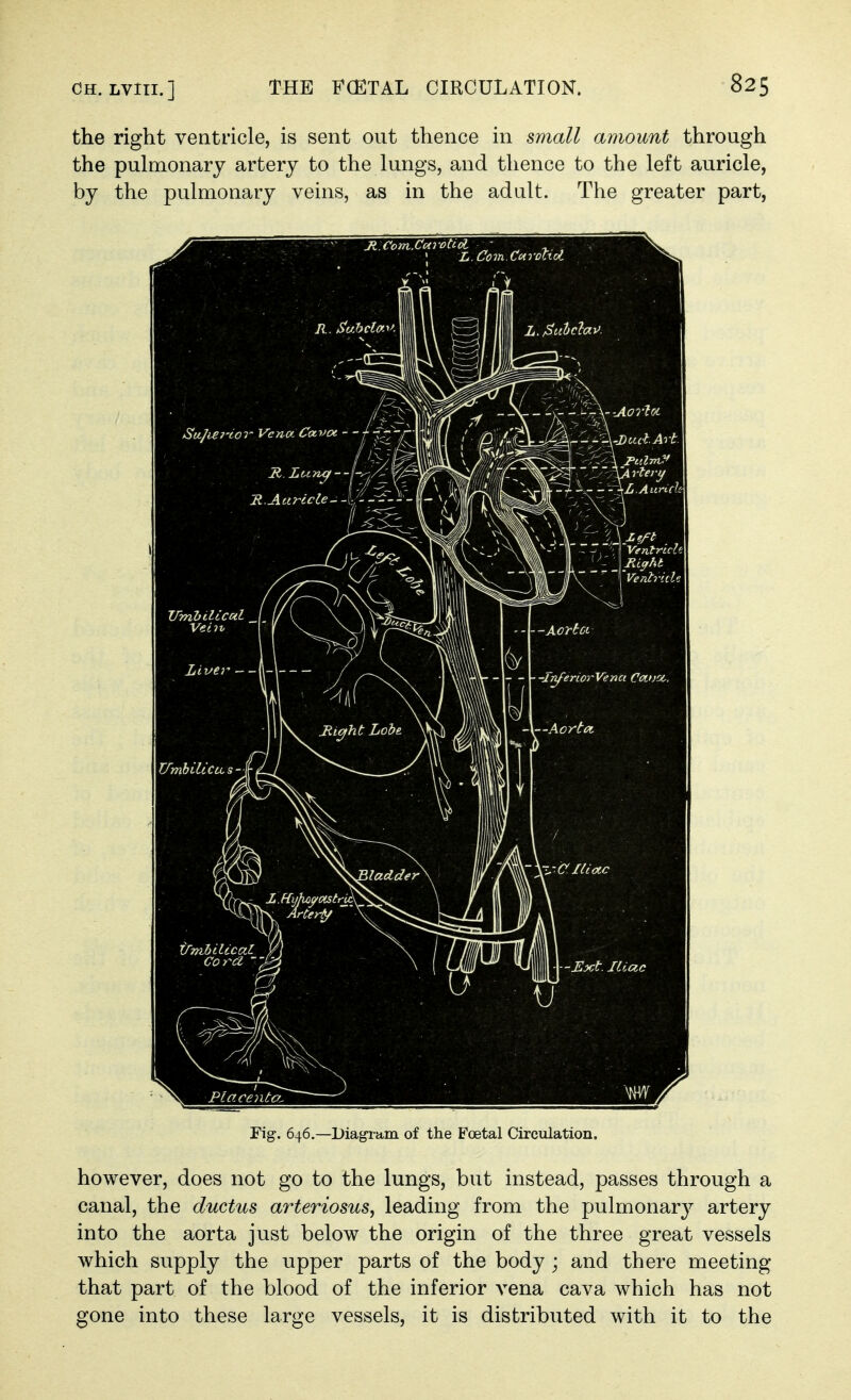 the right ventricle, is sent out thence in small amount through the pulmonary artery to the lungs, and thence to the left auricle, by the pulmonary veins, as in the adult. The greater part, Fig. 646,—Diagram of the Foetal Circulation. however, does not go to the lungs, but instead, passes through a canal, the ductus arteriosus, leading from the pulmonary artery into the aorta just below the origin of the three great vessels which supply the upper parts of the body ; and there meeting- that part of the blood of the inferior vena cava which has not gone into these large vessels, it is distributed with it to the