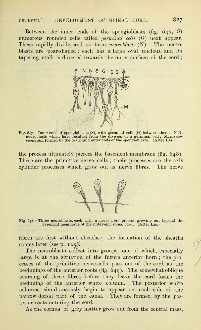 Between the inner ends of the spongioblasts (fig. 647, S) numerous rounded cells called germinal cells (G) next appear. These rapidly divide, and so form neuroblasts (N). The neuro- blasts are pear-shaped; each has a large oval nucleus, and its tapering stalk is directed towards the outer surface of the cord ; Fig. 647.—Inner ends of spongioblasts (S), with germinal cells (G) between them. N N, neuroblasts which have resulted from the division of a germinal cell; M, myelo- spongium formed by the branching outer ends of the spongioblasts. (After His.) the process ultimately pierces the basement membrane (fig. 648). These are the primitive nerve cells ; their processes are the axis cylinder processes which grow out as nerve fibres. The nerve Fig. 648.—Three neuroblasts, each with a nerve fibre process, growing out beyond the basement membrane of the embryonic spinal cord. (After His.) fibres are first without sheaths; the formation of the sheaths comes later (see p. 105). The neuroblasts collect into groups, one of which, especially large, is at the situation of the future anterior horn; the pro- cesses of the primitive nerve-cells pass out of the cord as the beginnings of the anterior roots (fig. 649). The somewhat oblique coursing of these fibres before they leave the cord forms the beginning of the anterior white column. The posterior white columns simultaneously begin to appear on each side of the narrow dorsal part of the canal. They are formed by the pos- terior roots entering the cord. As the cornua of grey matter grow out from the central mass,