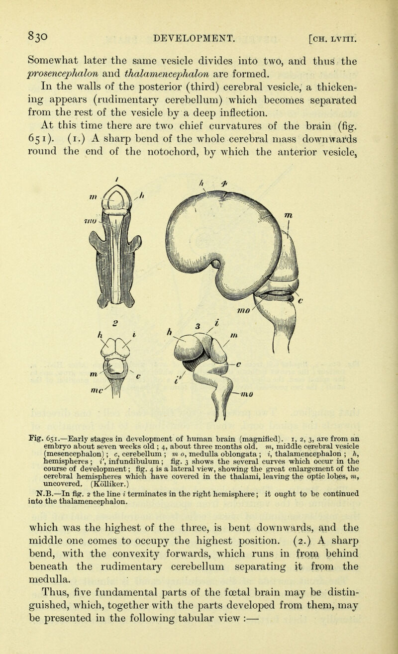 Somewhat later the same vesicle divides into two, and thus the prosencephalon and thalamencephalon are formed. In the walls of the posterior (third) cerebral vesicle, a thicken- ing appears (rudimentary cerebellum) which becomes separated from the rest of the vesicle by a deep inflection. At this time there are two chief curvatures of the brain (fig. 651). (i.) A sharp bend of the whole cerebral mass downwards round the end of the notochord, by which the anterior vesicle, Fig. 651.—Early stages in development of human brain (magnified), i, 2, 3, are from an embryo about seven weeks old ; 4, about three months old. middle cerebral vesicle (mesencephalon) ; c, cerebellum ; m 0, medulla oblongata ; i, thalamencephalon ; h, hemispheres; i', infundibulum; fig. 3 shows the several curves which occur in the course of development; fig. 4 is a lateral view, showing the great enlargement of the cerebral hemispheres which have covered in the thalami, leaving the optic lobes, uncovered. (KoUiker.) N.B.—In fig, 2 the line i terminates in the right hemisphere; it ought to be continued into the thalamencephalon. which was the highest of the three, is bent downwards, and the middle one comes to occupy the highest position. (2.) A sharp bend, with the convexity forwards, which runs in from behind beneath the rudimentary cerebellum separating it from the medulla. Thus, five fundamental parts of the foetal brain may be distin- guished, which, together with the parts developed from them, may be presented in the following tabular view :— / c