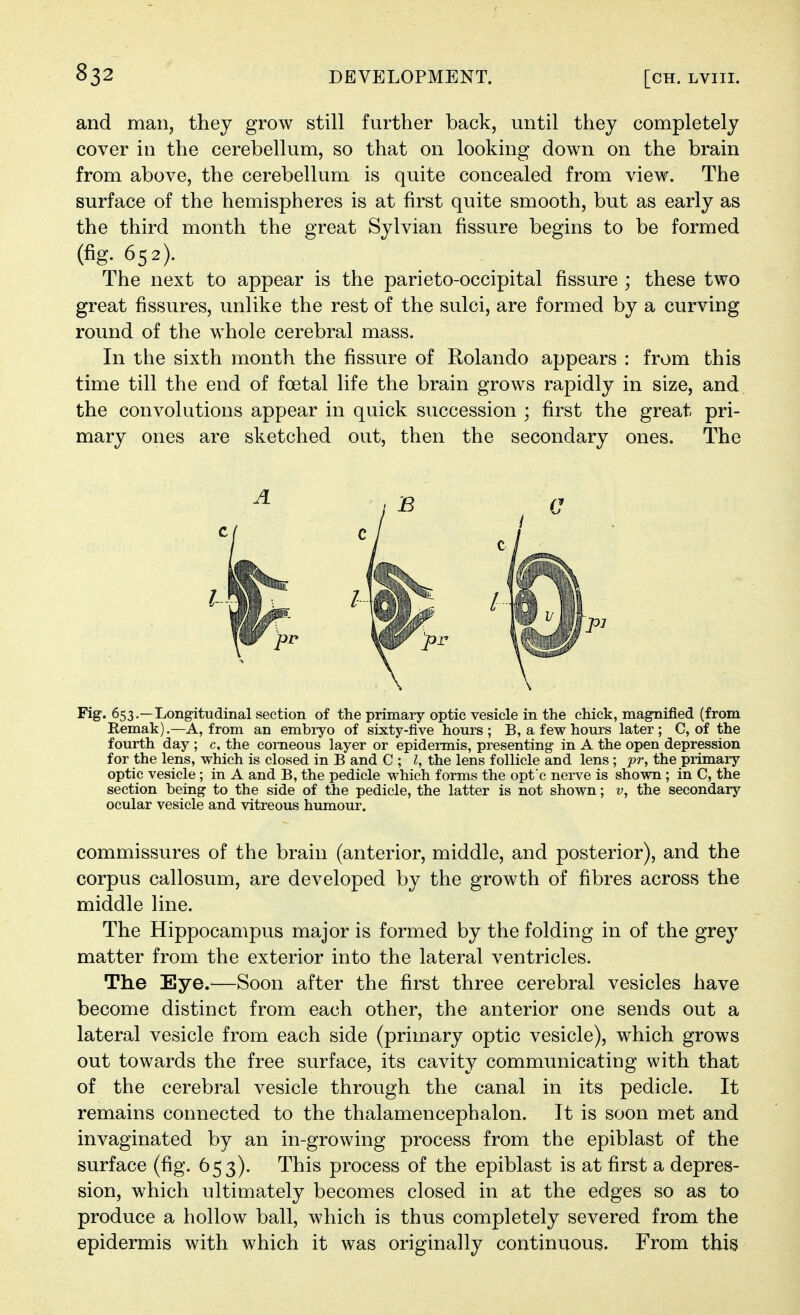 and man, they grow still further back, until they completely cover in the cerebellum, so that on looking down on the brain from above, the cerebellum is quite concealed from view. The surface of the hemispheres is at first quite smooth, but as early as the third month the great Sylvian fissure begins to be formed (fig. 652). The next to appear is the parieto-occipital fissure ; these two great fissures, unlike the rest of the sulci, are formed by a curving round of the whole cerebral mass. In the sixth month the fissure of Rolando appears : from this time till the end of foetal life the brain grows rapidly in size, and the convolutions appear in quick succession ; first the great pri- mary ones are sketched out, then the secondary ones. The Fig. 653.—Longitudinal section of the primary optic vesicle in the chick, magnified (from Remak).—A, from an embryo of sixty-five hours ; B, a few hours later ; C, of the fourth day ; c, the corneous layer or epidermis, presenting in A the open depression for the lens, which is closed in B and C ; ^, the lens follicle and lens ; pr, the primary optic vesicle ; in A and B, the pedicle which forms the opt c nerve is shown ; in C, the section being to the side of the pedicle, the latter is not shown; v, the secondary ocular vesicle and vitreous humour. commissures of the brain (anterior, middle, and posterior), and the corpus callosum, are developed by the growth of fibres across the middle line. The Hippocampus major is formed by the folding in of the grey matter from the exterior into the lateral ventricles. The Eye.—Soon after the first three cerebral vesicles have become distinct from each other, the anterior one sends out a lateral vesicle from each side (primary optic vesicle), which grows out towards the free surface, its cavity communicating with that of the cerebral vesicle through the canal in its pedicle. It remains connected to the thalamencephalon. It is soon met and invaginated by an in-growing process from the epiblast of the surface (fig. 653). This process of the epiblast is at first a depres- sion, which ultimately becomes closed in at the edges so as to produce a hollow ball, which is thus completely severed from the epidermis with which it was originally continuous. From this