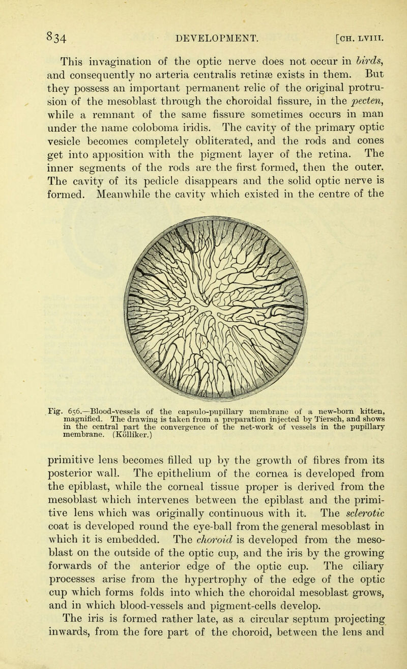 This invagination of the optic nerve does not occur in hirds^ and consequently no arteria centralis retinse exists in them. But they possess an important permanent relic of the original protru- sion of the mesoblast through the choroidal fissure, in the pecten^ while a remnant of the same fissure sometimes occurs in man under the name coloboma iridis. The cavity of the primary optic vesicle becomes completely obliterated, and the rods and cones get into apposition with the pigment layer of the retina. The inner segments of the rods are the first formed, then the outer. The cavity of its pedicle disappears and the solid optic nerve is formed. Meanwhile the cavity which existed in the centre of the Fig-. 656.—-Blood-vessels of the capsiilo-pupillary membrane of a new-born kitten, magnified. The drawing is taken from a preparation injected by Tiersch, and shows in the central part the convergence of the net-work of vessels in the pupillary membrane, (Kcilliker.) primitive lens becomes filled up by the growth of fibres from its posterior wall. The epithelium of the cornea is developed from the epiblast, w^hile the corneal tissue proper is derived from the mesoblast which intervenes between the epiblast and the primi- tive lens which was originally continuous with it. The sclerotic coat is developed round the eye-ball from the general mesoblast in which it is embedded. The choroid is developed from the meso- blast on the outside of the optic cup, and the iris by the growing forwards of the anterior edge of the optic cup. The ciliary processes arise from the hypertrophy of the edge of the optic cup which forms folds into which the choroidal mesoblast grows, and in which blood-vessels and pigment-cells develop. The iris is formed rather late, as a circular septum projecting inwards, from the fore part of the choroid, between the lens and