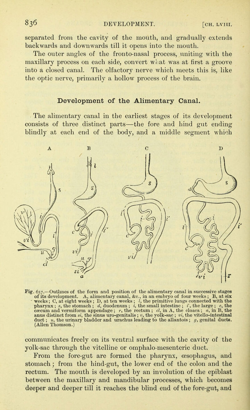separated from the cavity of the mouth, and gradually extends backwards and downwards till it opens into the mouth. The outer angles of the fronto-nasal process, uniting with the maxillary process on each side, convert wliat Avas at first a groove into a closed canal. The olfactory nerve which meets this is, like the optic nerve, primarily a hollow process of the brain. Development of the Alimentary Canal. The alimentary canal in the earliest stages of its development consists of three distinct parts—the fore and hind gut ending blindly at each end of the body, and a middle segment Avhich ABC D Fig. 657.—Outlines of the form and position of the alimentary canal in successive stages of its development. A, alimentary canal, &c., in an embryo of four weeks ; B, at six • weeks; C, at eight weeks ; D, at ten weeks ; I, the primitive lungs connected with the pharynx; s, the stomach ; d, duodenum ; i, the small intestine ; i\ the large ; c, the caecum and vermiform appendage ; r, the rectum ; cl, in A, the cloaca ; a, in B, the anus distinct from si, the sinus uro-genitalis ; v, the yolk-sac ; vi, the vitello-intestinal duct; u, the urinary bladder and urachus leading to the allantois ; g, genital ducts. (Allen Thomson.) communicates freely on its ventral surface with the cavity of the yolk-sac through the vitelline or omphalo-mesenteric duct. From the fore-gut are formed the pharynx, oesophagus, and stomach; from the hind-gut, the lower end of the colon and the rectum. The mouth is developed by an involution of the epiblast between the maxillary and mandibular processes, which becomes deeper and deeper till it reaches the blind end of the fore-gut, and