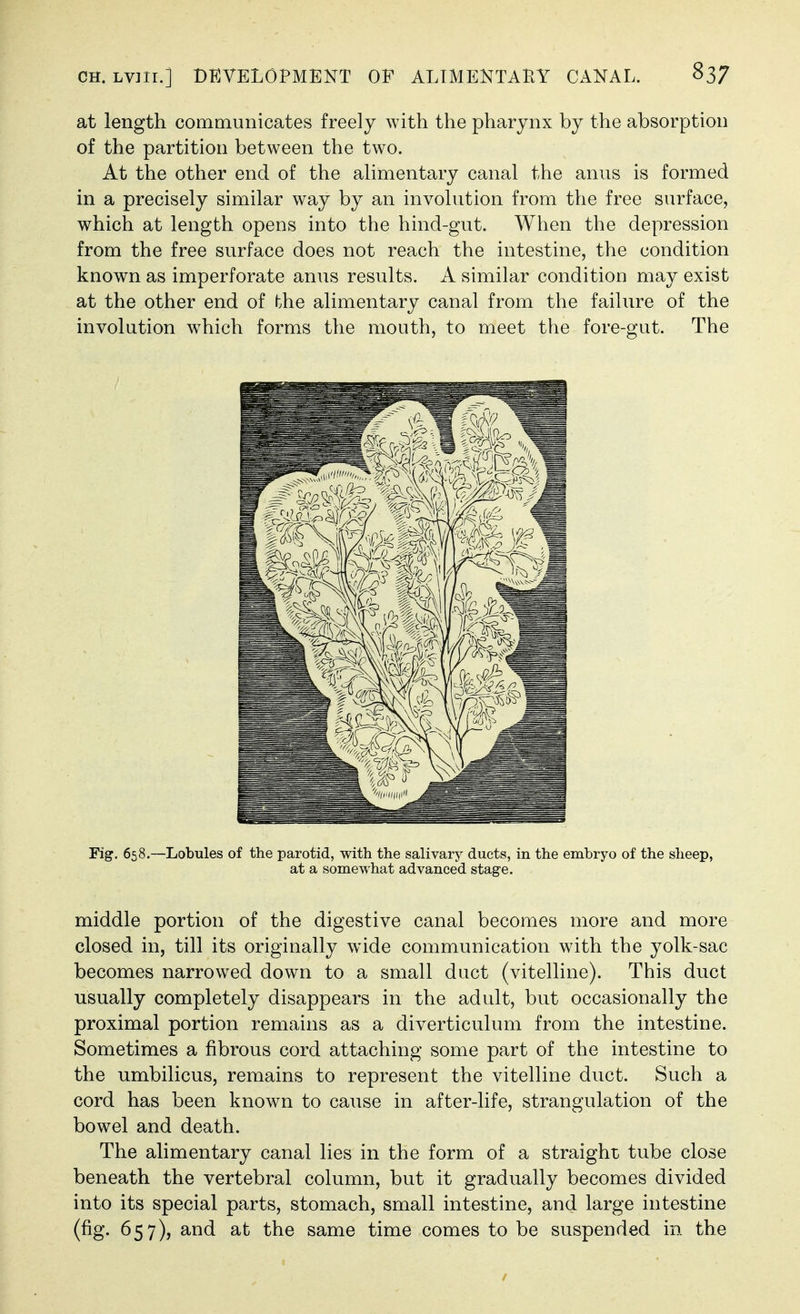 at length communicates freely with the pharynx by the absorption of the partition between the two. At the other end of the alimentary canal the anus is formed in a precisely similar way by an involution from the free surface, which at length opens into the hind-gut. When the depression from the free surface does not reach the intestine, the condition known as imperforate anus results. A similar condition may exist at the other end of the alimentary canal from the failure of the involution which forms the mouth, to meet the fore-gut. The Fig. 658.—Lobules of the parotid, with the salivary ducts, in the embryo of the sheep, at a somewhat advanced stage. middle portion of the digestive canal becomes more and more closed in, till its originally wide communication with the yolk-sac becomes narrowed down to a small duct (vitelline). This duct usually completely disappears in the adult, but occasionally the proximal portion remains as a diverticulum from the intestine. Sometimes a fibrous cord attaching some part of the intestine to the umbilicus, remains to represent the vitelline duct. Such a cord has been known to cause in after-life, strangulation of the bowel and death. The alimentary canal lies in the form of a straight tube close beneath the vertebral column, but it gradually becomes divided into its special parts, stomach, small intestine, and large intestine (fig. 657), and at the same time comes to be suspended in the